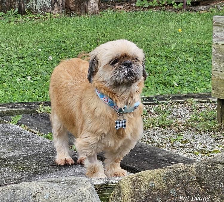 Enlarge Molly, a Adoptable Shih Tzu in Massillon, OH image 2/5