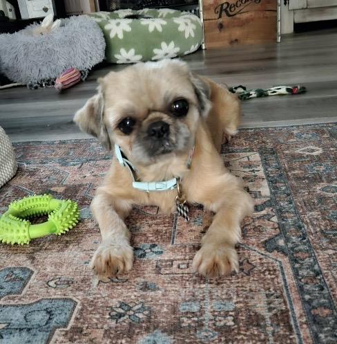 Enlarge Molly, a Adoptable Shih Tzu in Massillon, OH image 4/5