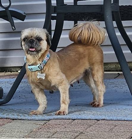 Molly, ADOPTABLE, Adult Female Shih Tzu.