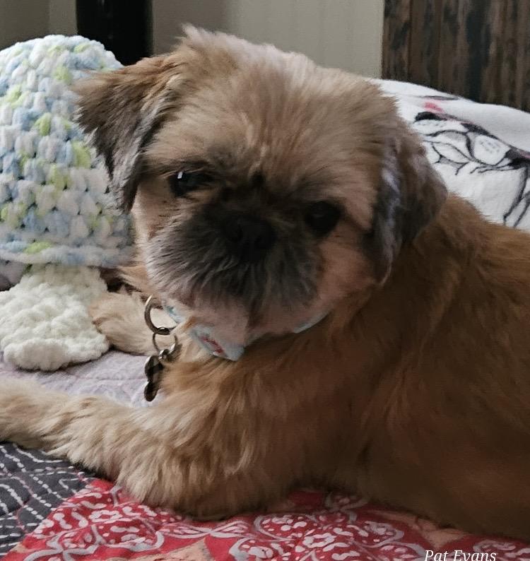 Enlarge Molly, a Adoptable Shih Tzu in Massillon, OH image 5/5