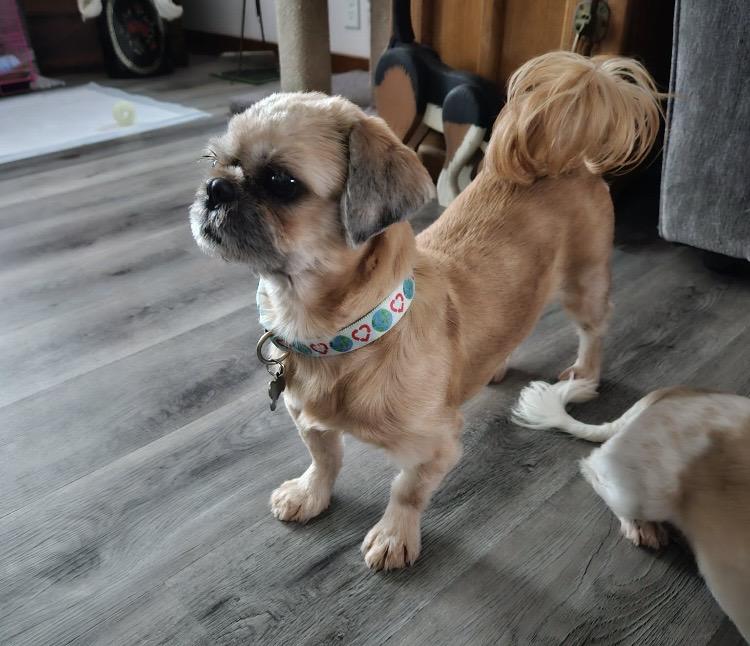 Enlarge Molly, a Adoptable Shih Tzu in Massillon, OH image 3/5