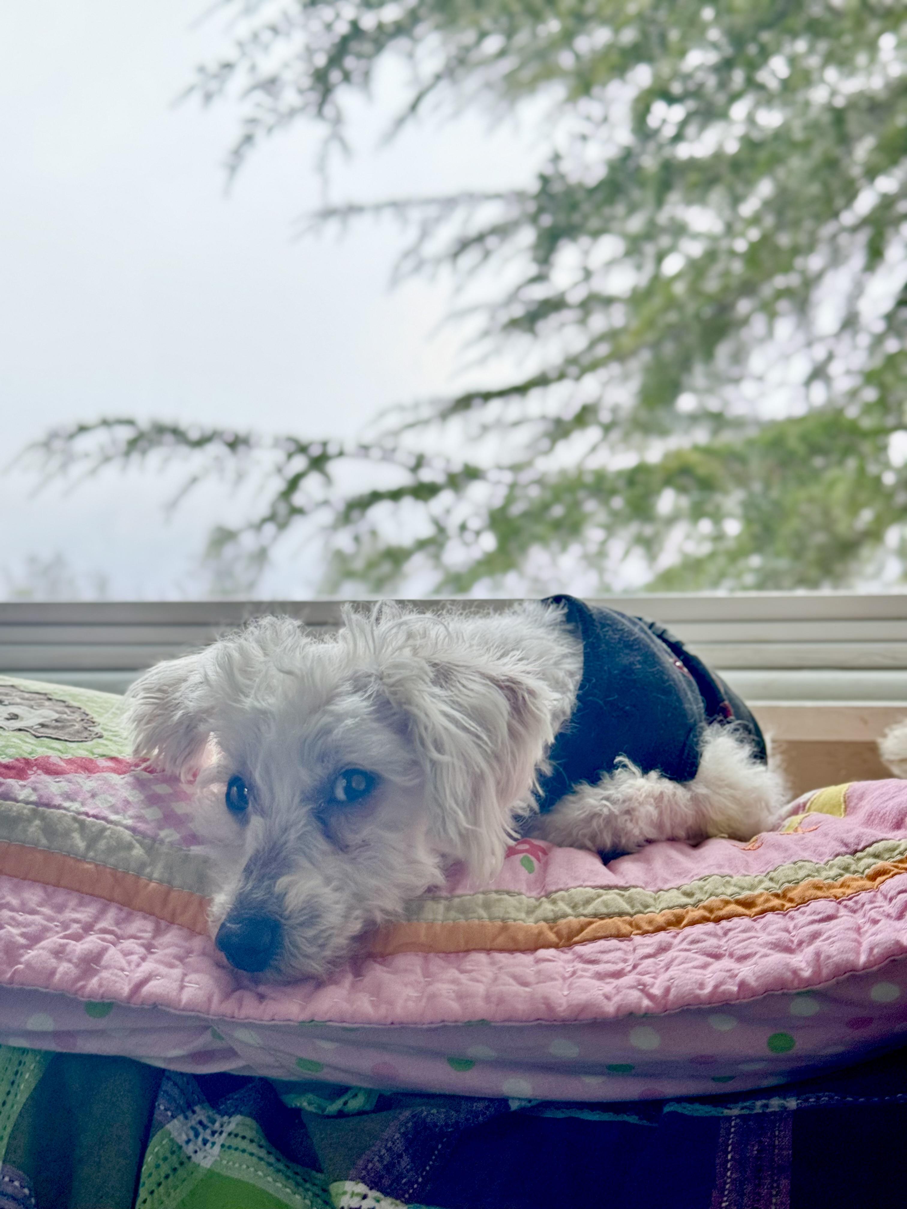 Enlarge Avery, an adopted mixed breed in Columbia, CA image 6/6