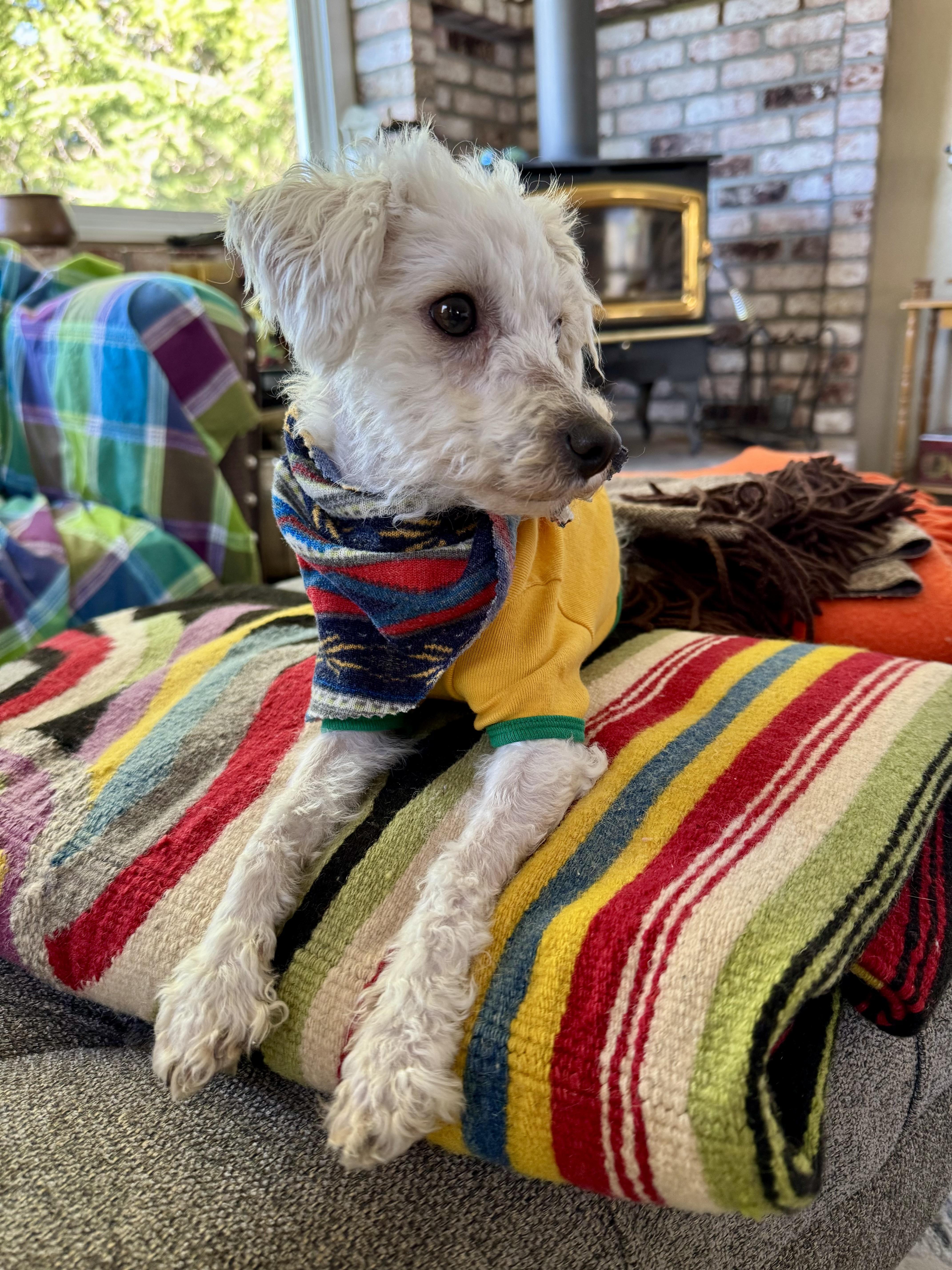 Enlarge Avery, an adopted mixed breed in Columbia, CA image 4/6