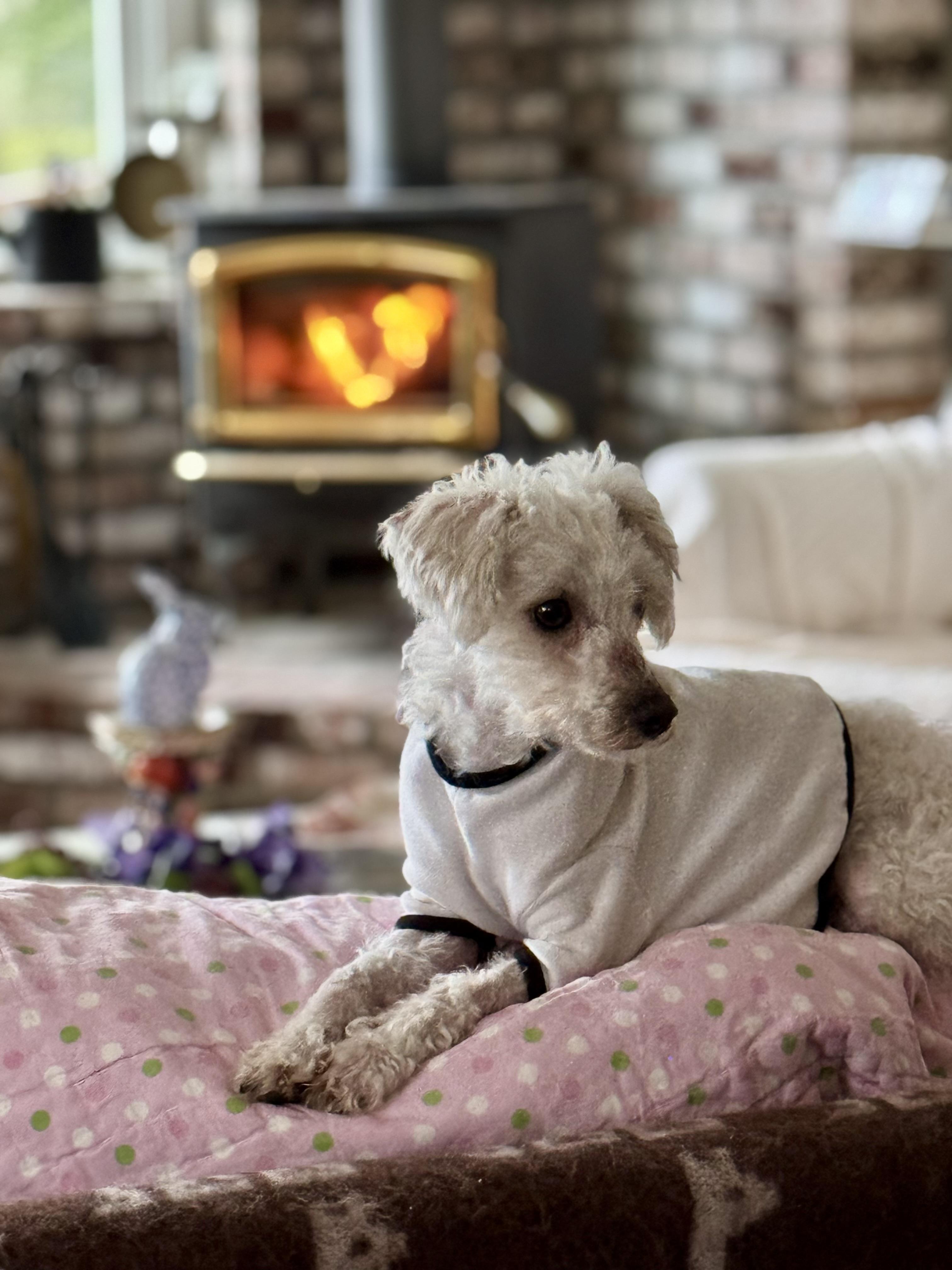 Enlarge Avery, an adopted mixed breed in Columbia, CA image 2/6