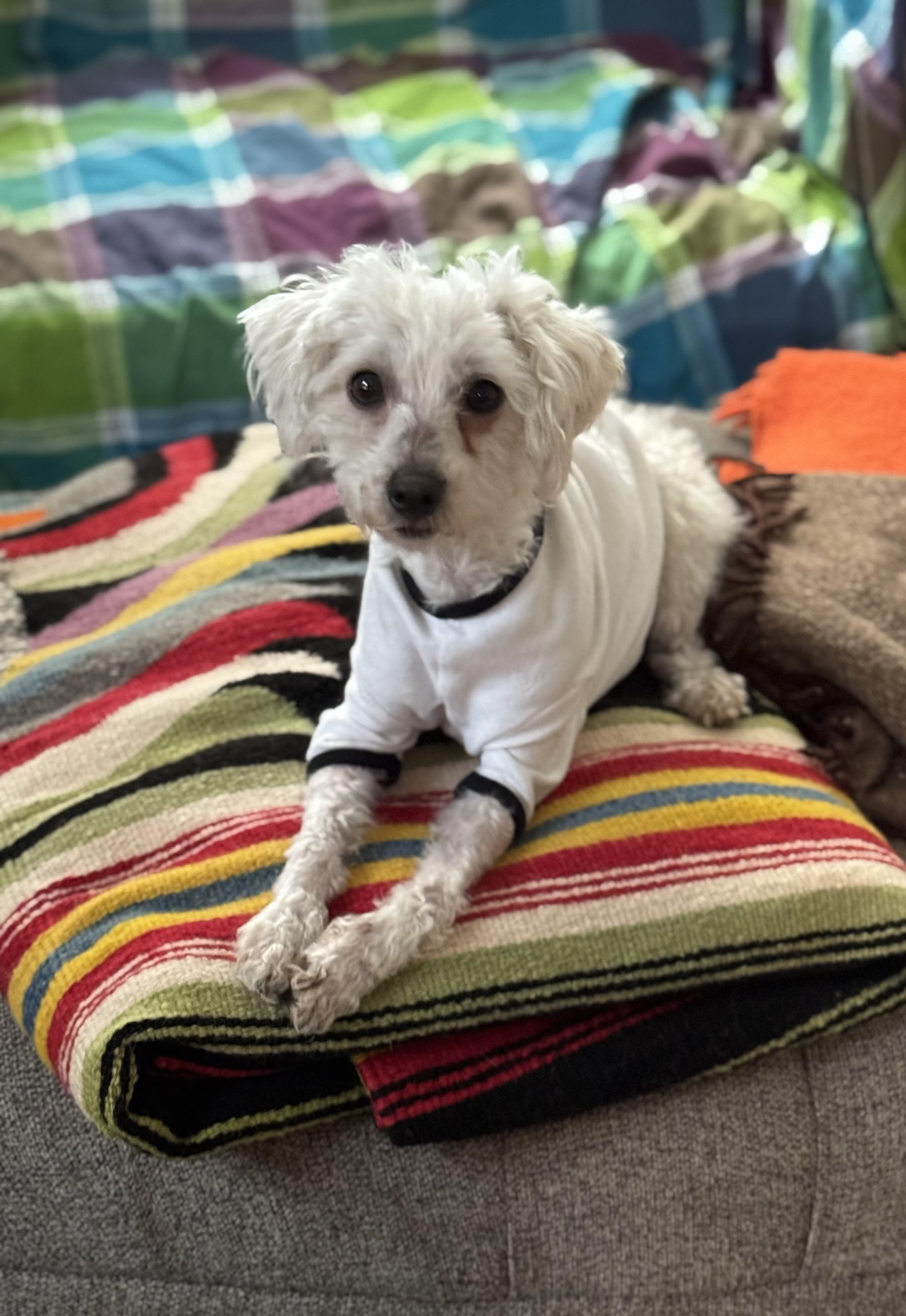 Enlarge Avery, an adopted mixed breed in Columbia, CA image 1/6