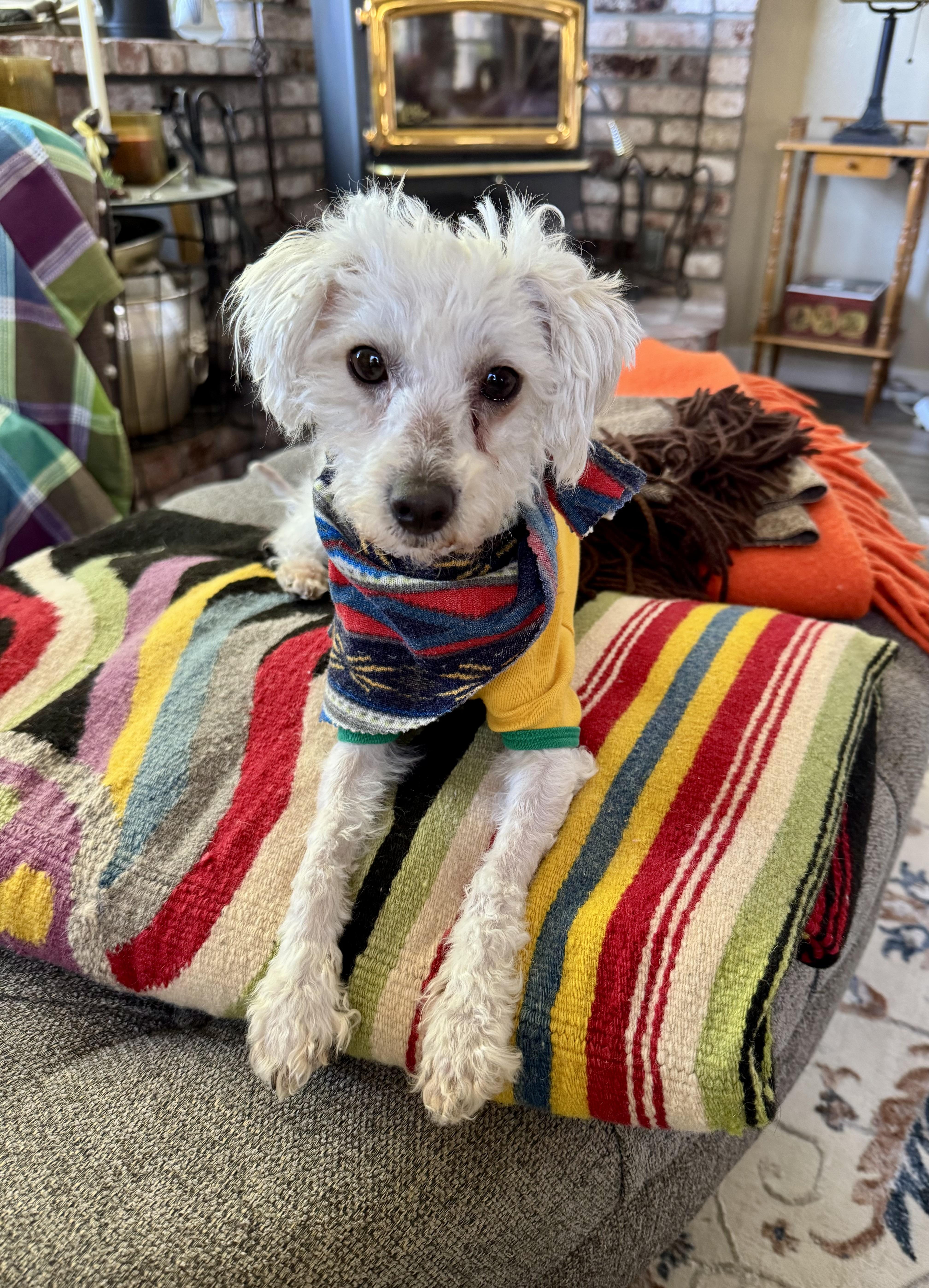 Enlarge Avery, an adopted mixed breed in Columbia, CA image 5/6