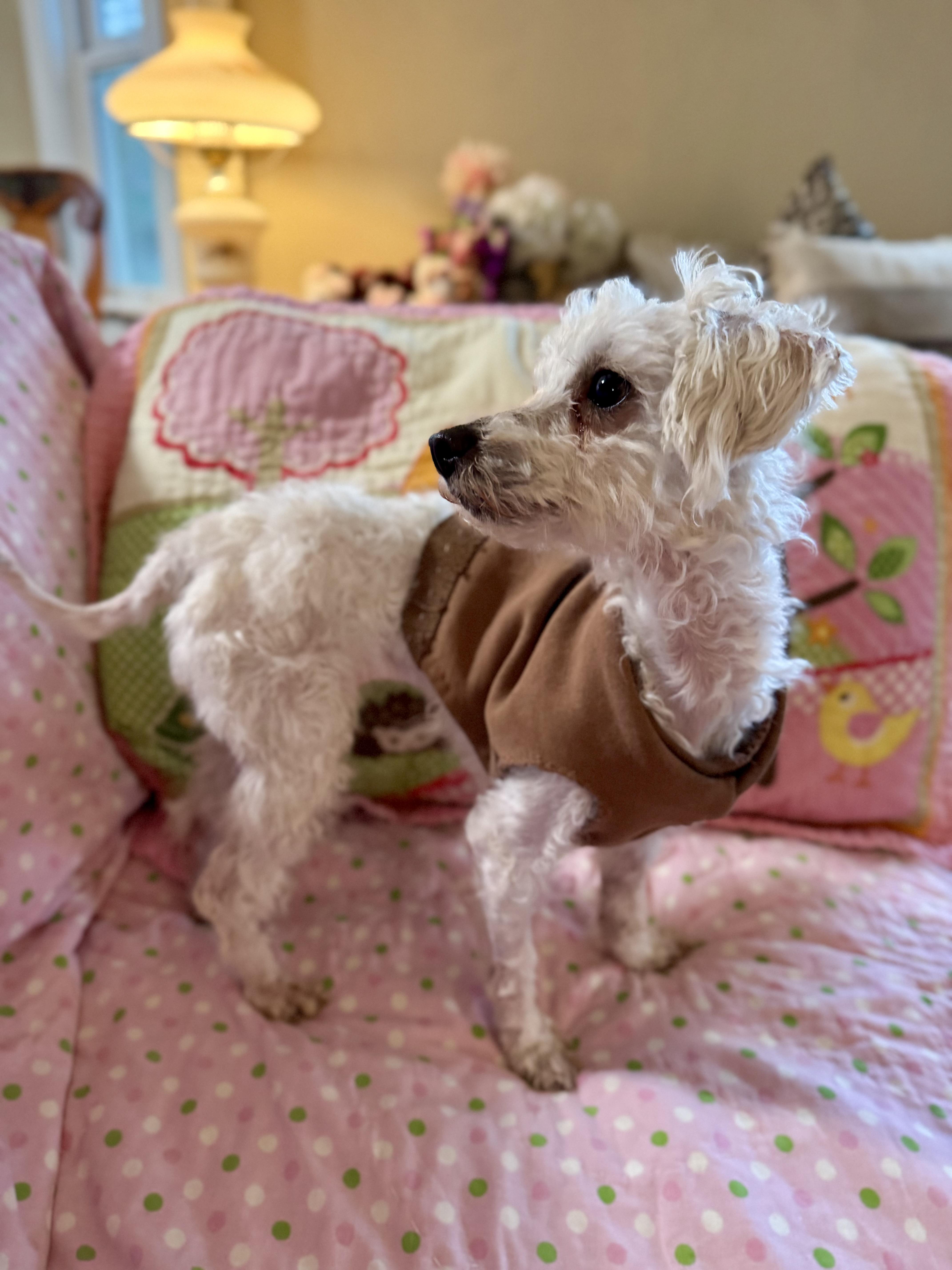 Enlarge Avery, an adopted mixed breed in Columbia, CA image 3/6