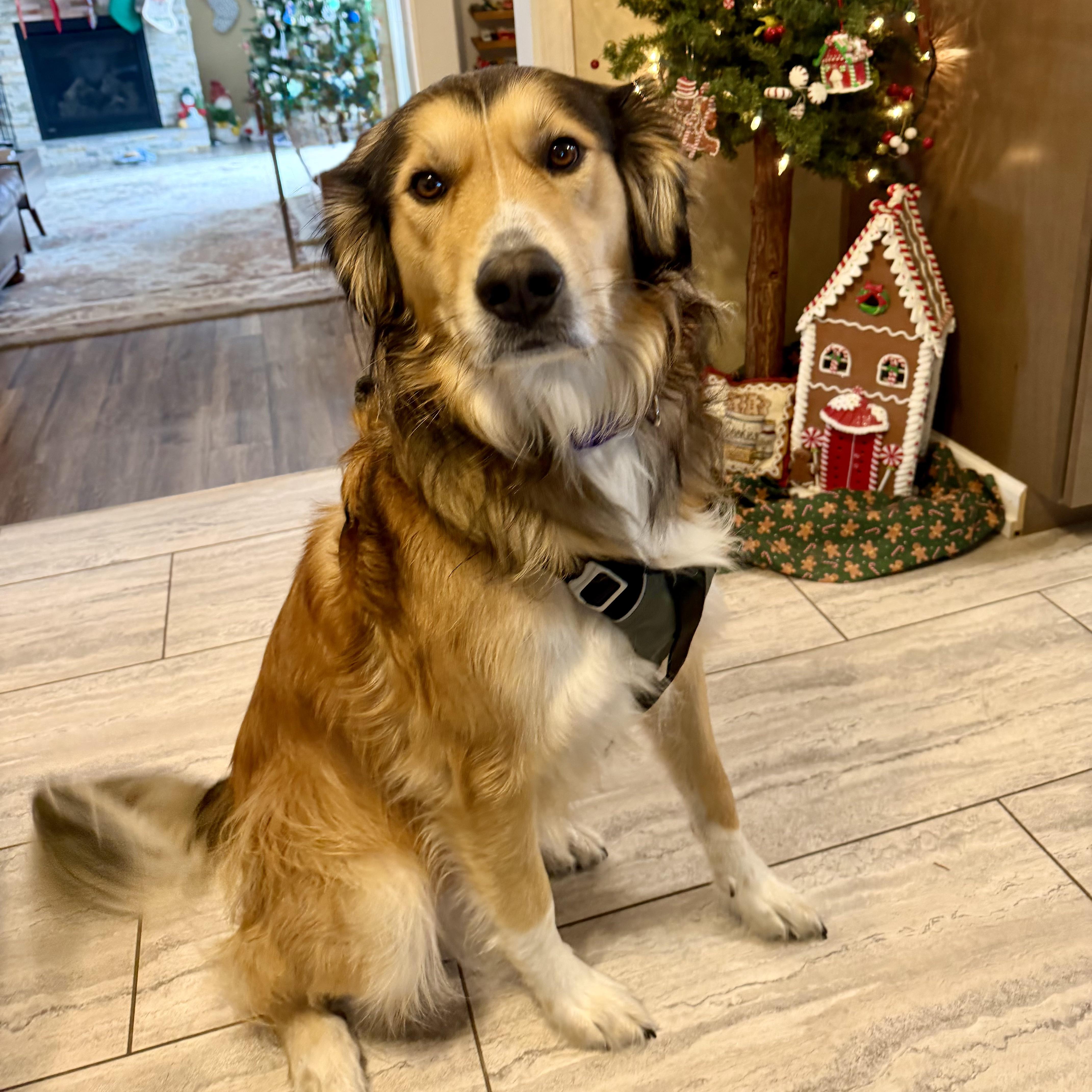 Enlarge Leica - Home Visit in Process, an adopted mixed breed in Hartland, WI image 1/6