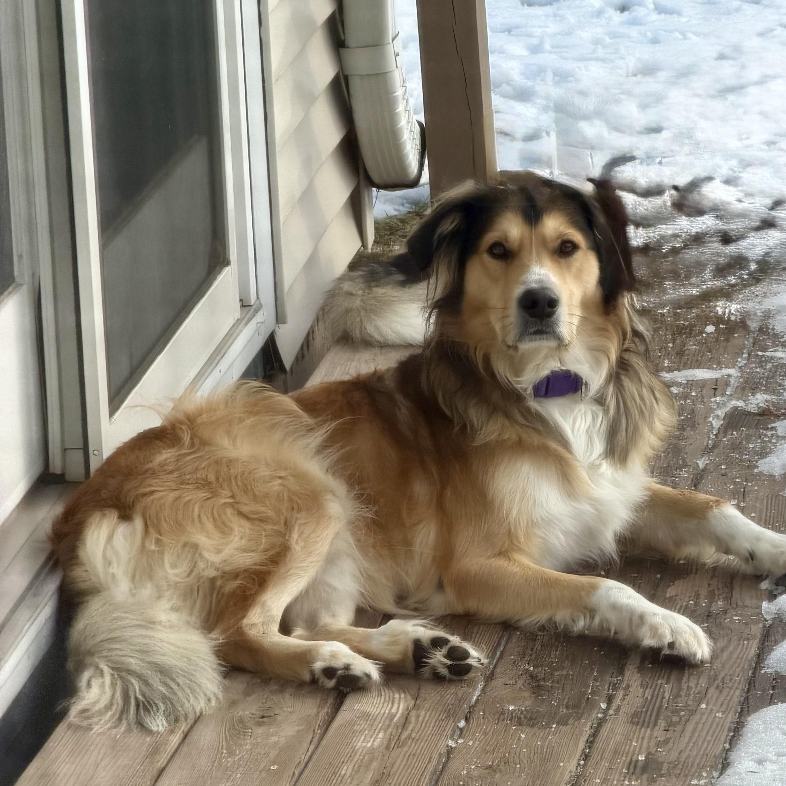 Enlarge Leica - Home Visit in Process, an adopted mixed breed in Hartland, WI image 3/6