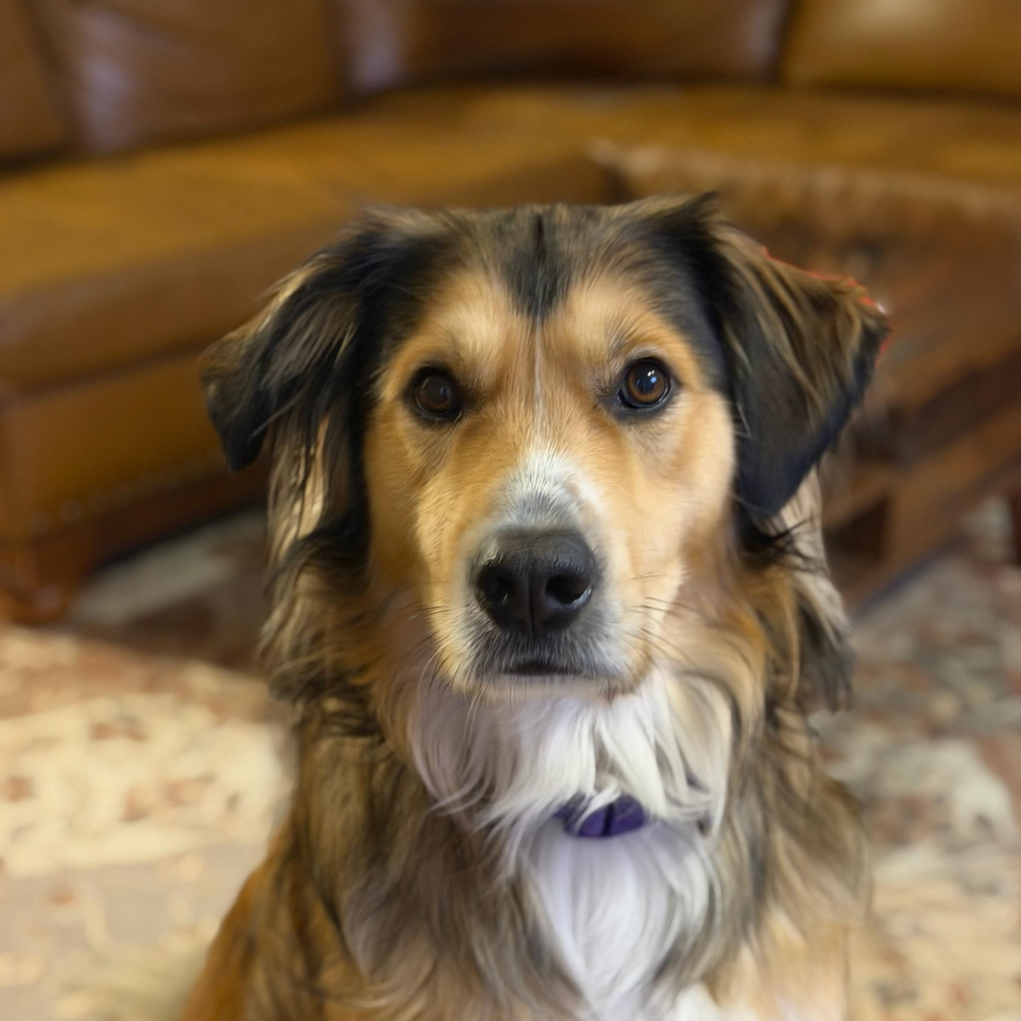 Enlarge Leica - Home Visit in Process, an adopted mixed breed in Hartland, WI image 5/6