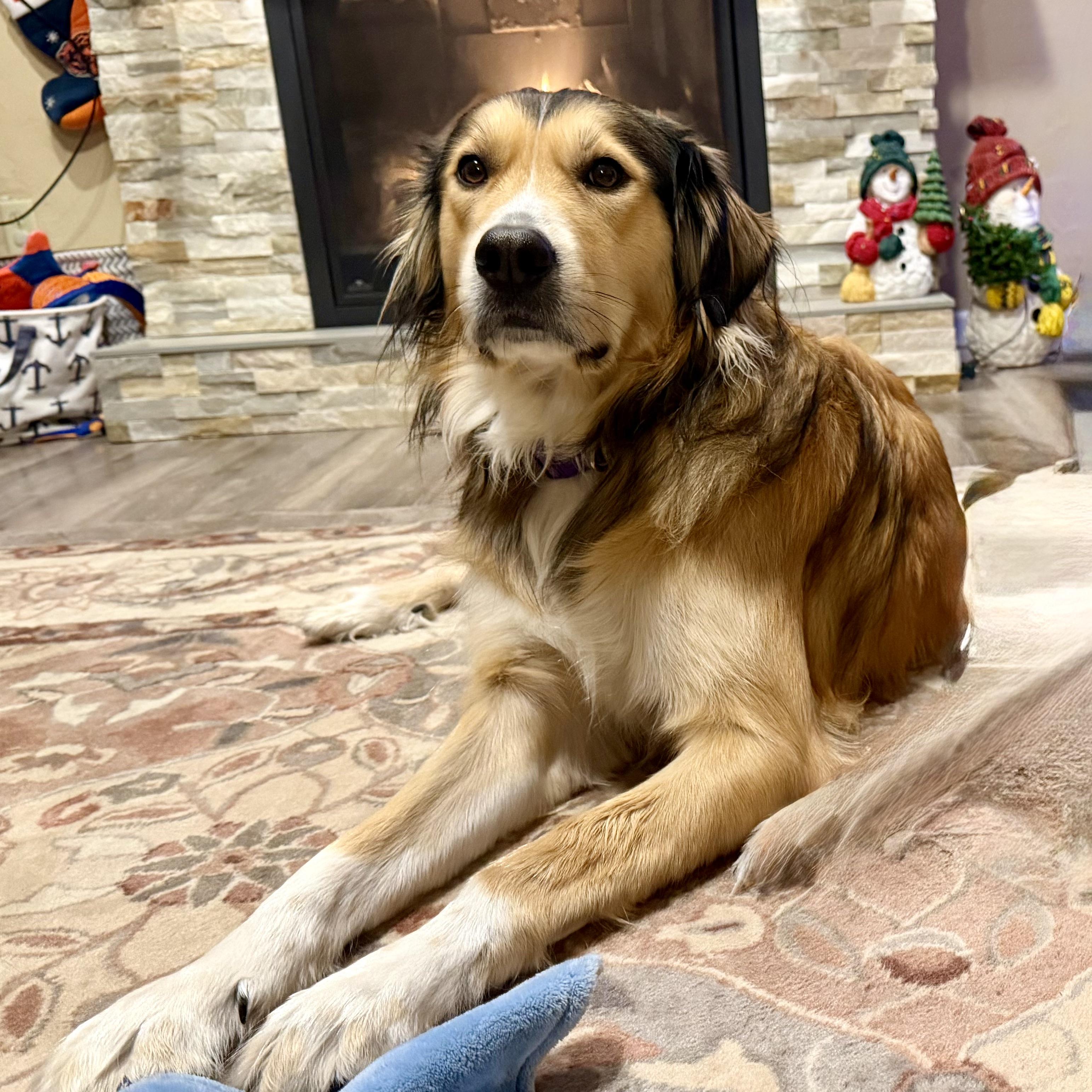 Enlarge Leica - Home Visit in Process, an adopted mixed breed in Hartland, WI image 4/6