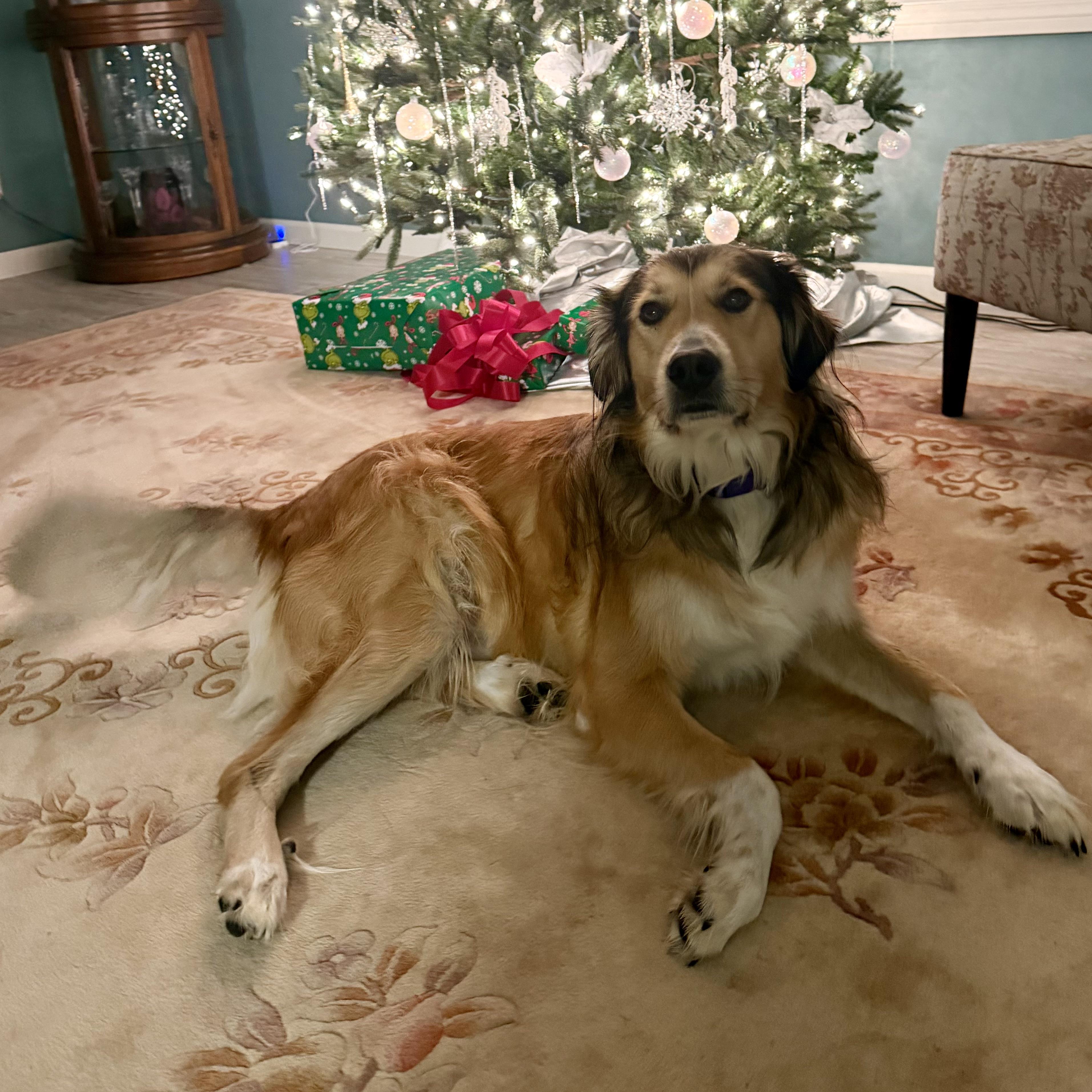 Enlarge Leica - Home Visit in Process, an adopted mixed breed in Hartland, WI image 2/6