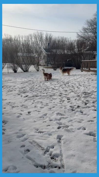 Enlarge Leica - Home Visit in Process, an adopted mixed breed in Hartland, WI video 6/6