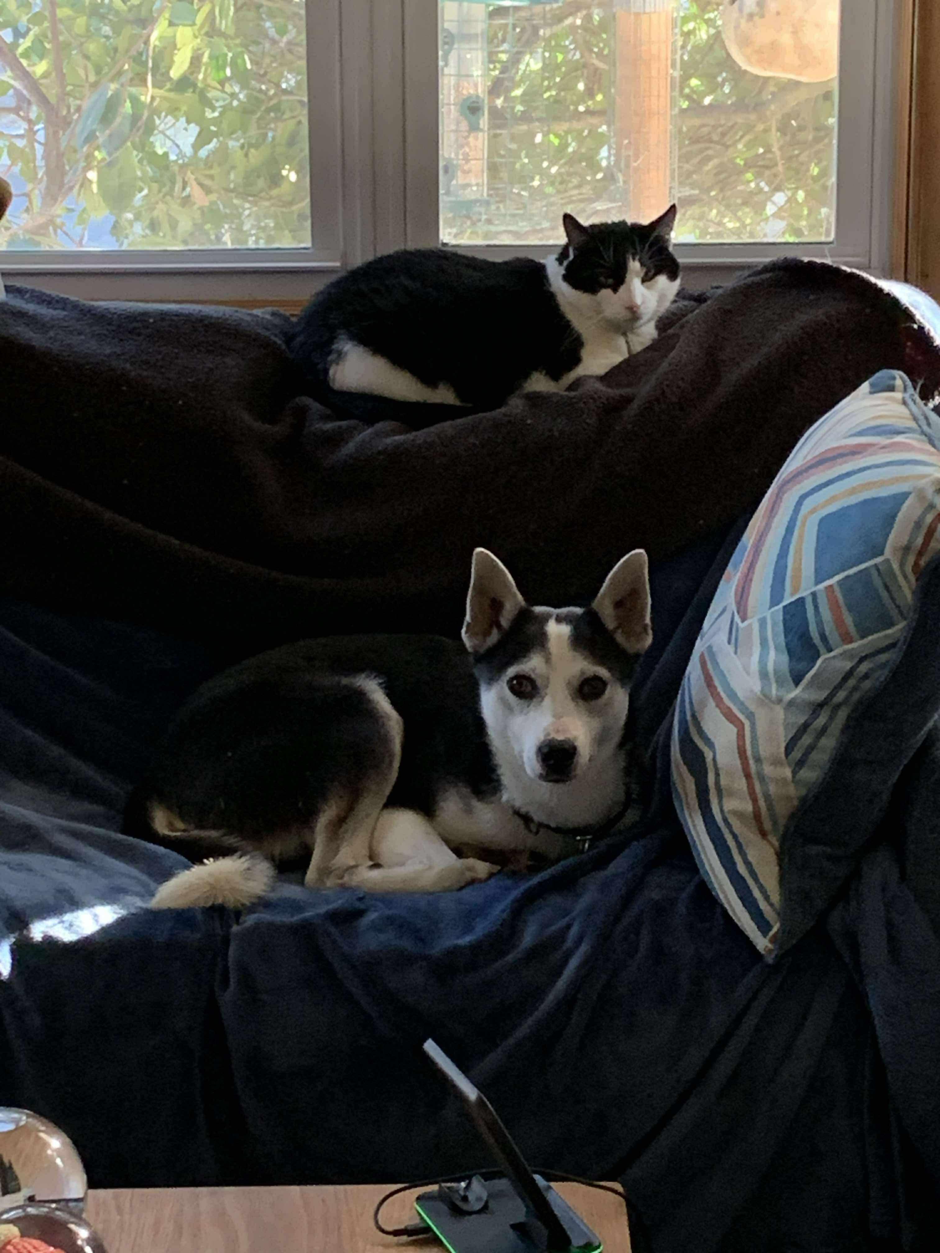 Hudson, ADOPTABLE, Young Male Pomsky.