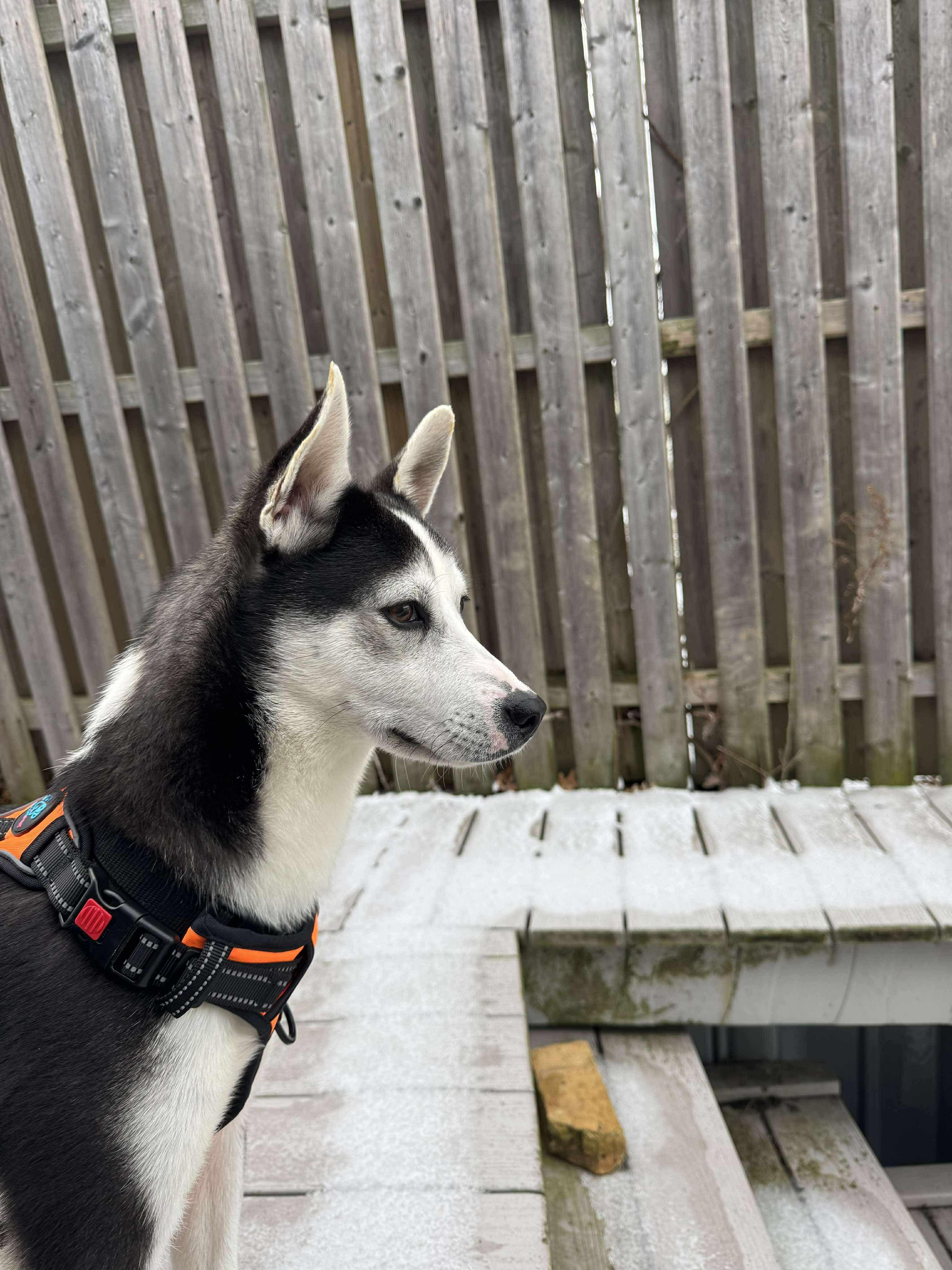 Enlarge Hudson, a ADOPTABLE mixed breed in GLEN MILLS, PA image 4/4
