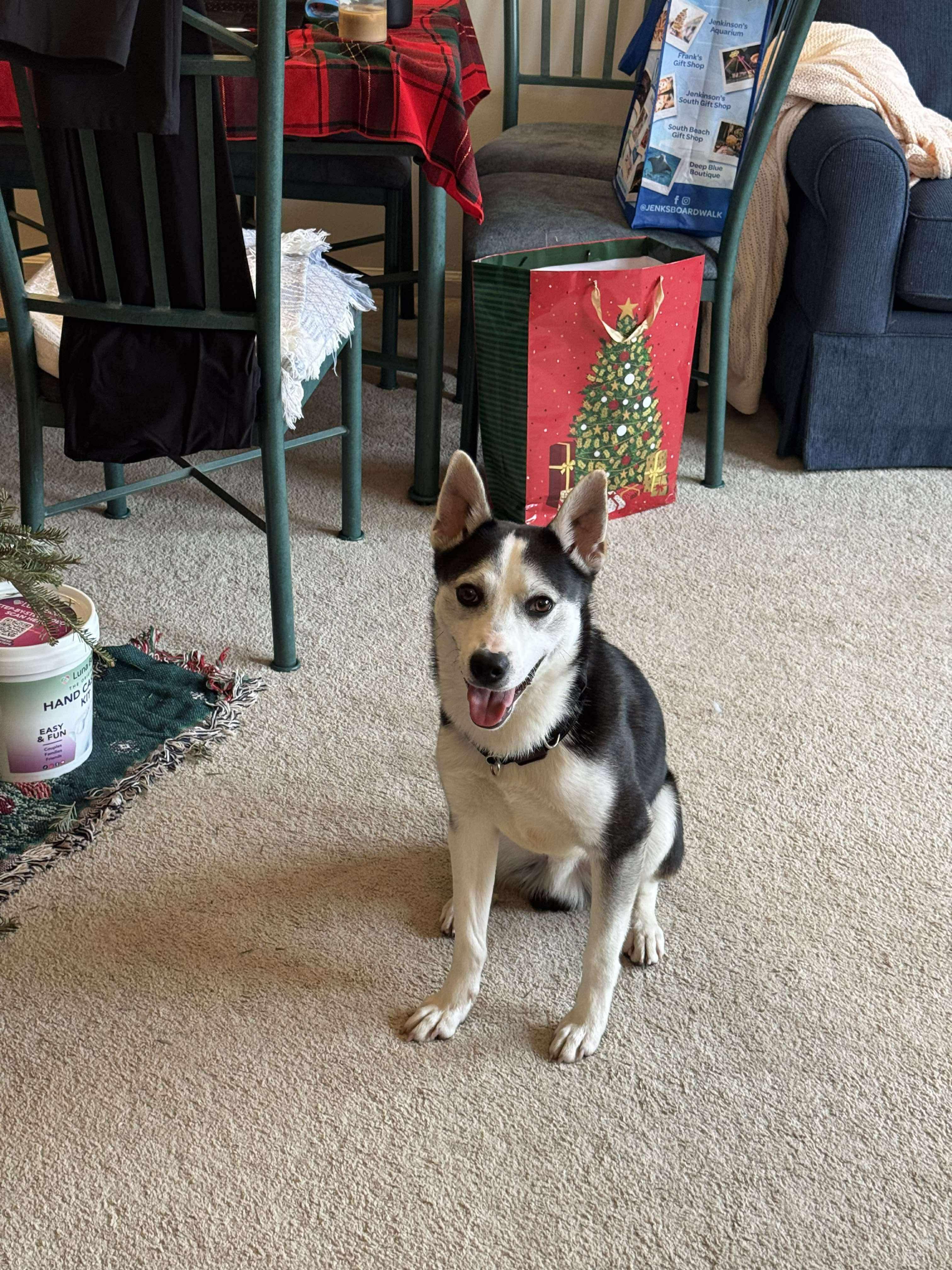 Enlarge Hudson, a ADOPTABLE mixed breed in GLEN MILLS, PA image 3/4