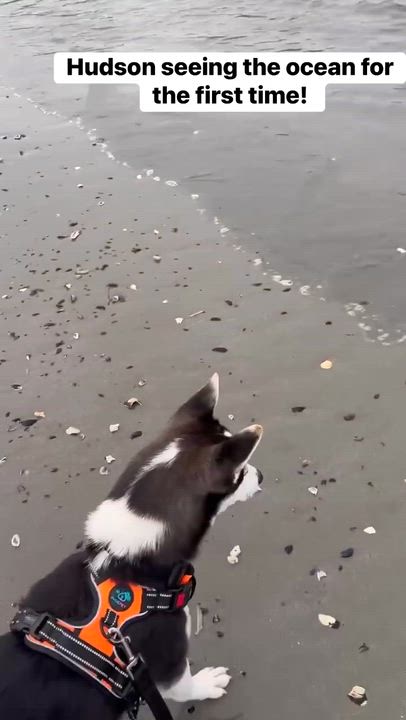 Enlarge Hudson, a ADOPTABLE mixed breed in GLEN MILLS, PA video 2/4