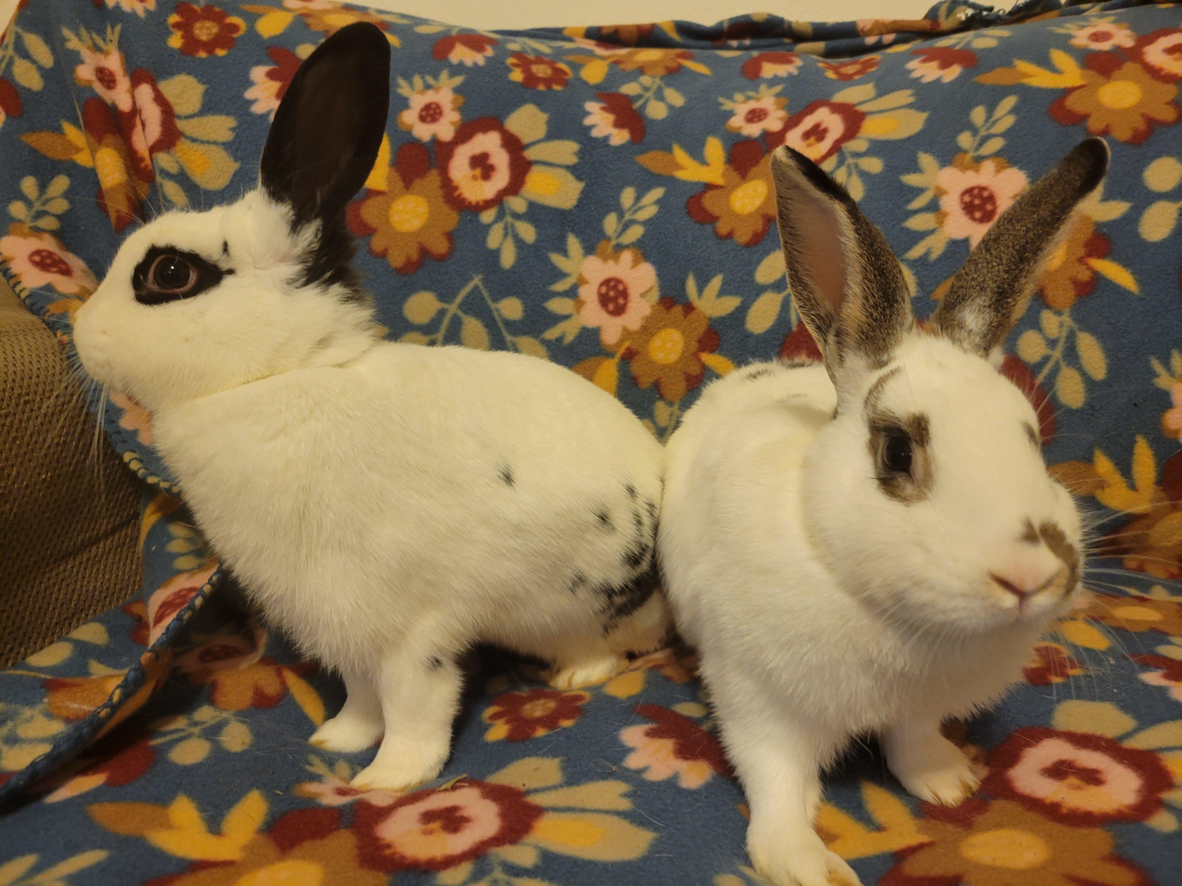 Enlarge Pearl and Diamond, a Adoptable English Spot in Ames, IA image 2/2