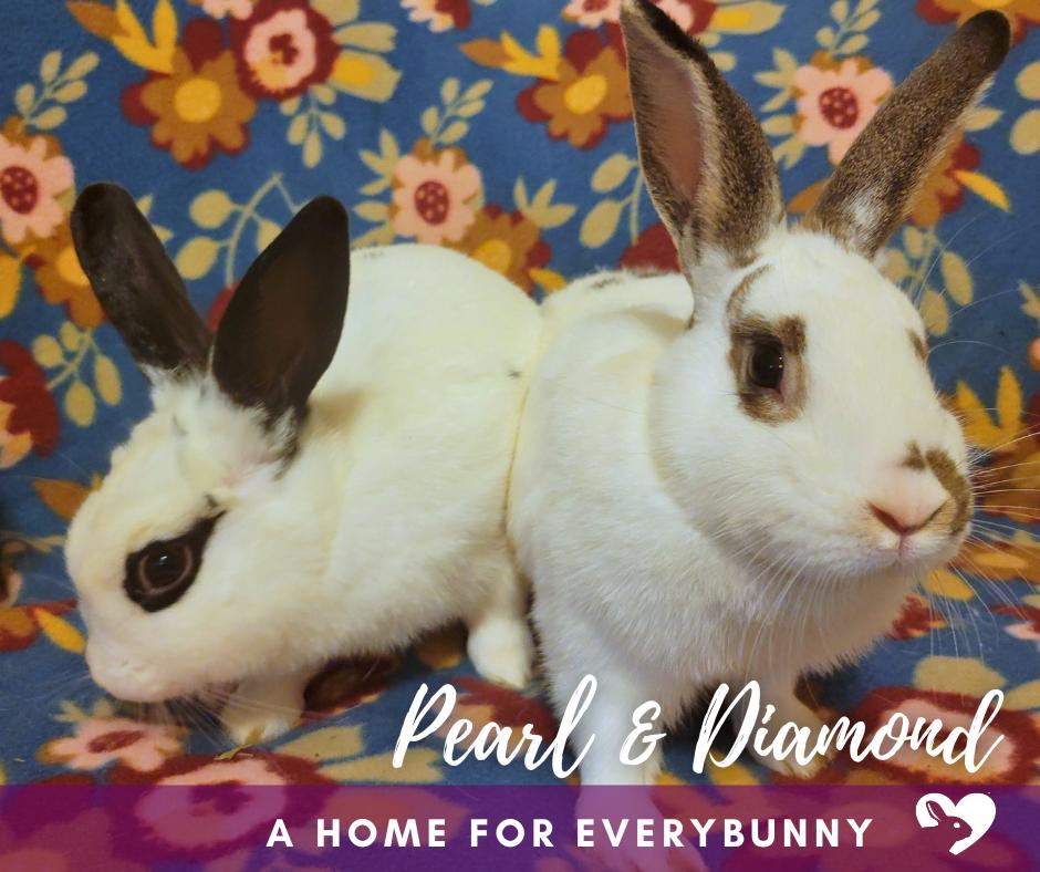 Pearl and Diamond, Adoptable, Young Female English Spot.