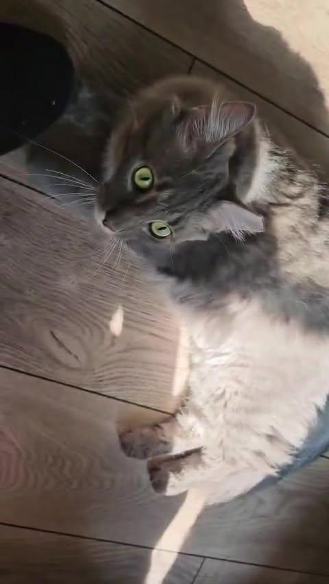 Giblets, a Adoptable mixed breed in Red Hook, NY image 6/6