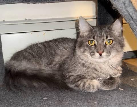 Giblets, a Adoptable mixed breed in Red Hook, NY image 3/6