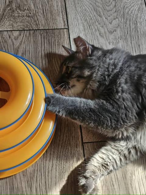 Giblets, a Adoptable mixed breed in Red Hook, NY image 4/6