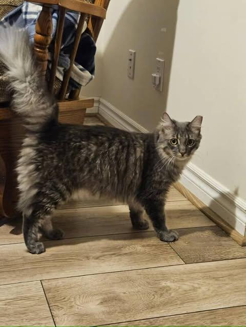 Giblets, a Adoptable mixed breed in Red Hook, NY image 5/6