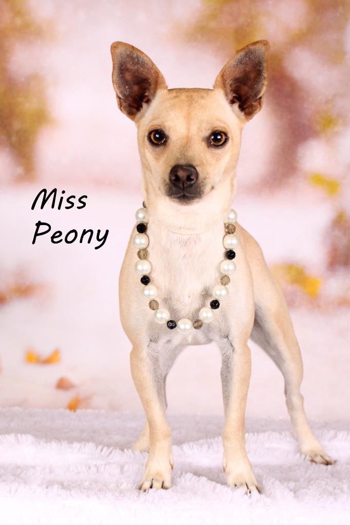 Miss Peony, Adoptable, Adult Female Chihuahua & Shepherd.