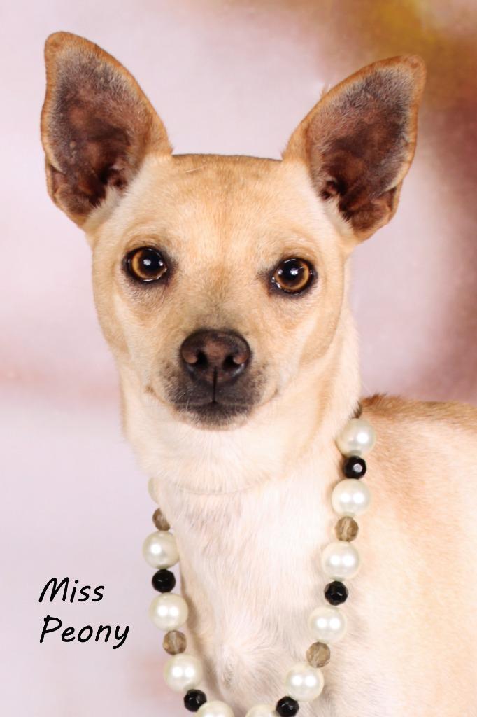 Enlarge Miss Peony, a Adoptable mixed breed in Gilbert, AZ image 2/3