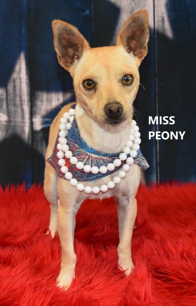 Enlarge Miss Peony, a Adoptable mixed breed in Gilbert, AZ image 3/3