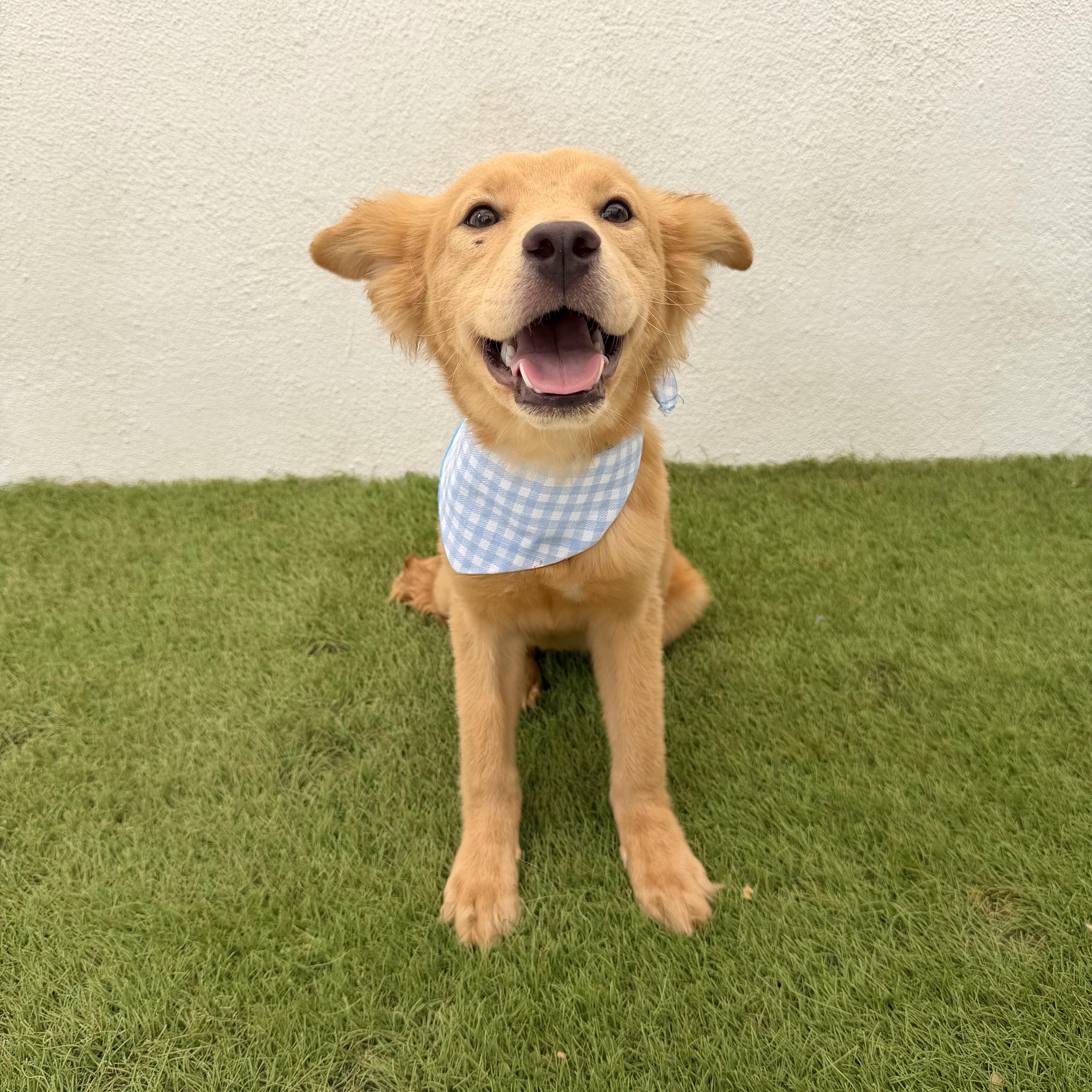 Enlarge MIEL, a Adopted mixed breed in La Jolla, CA image 2/6