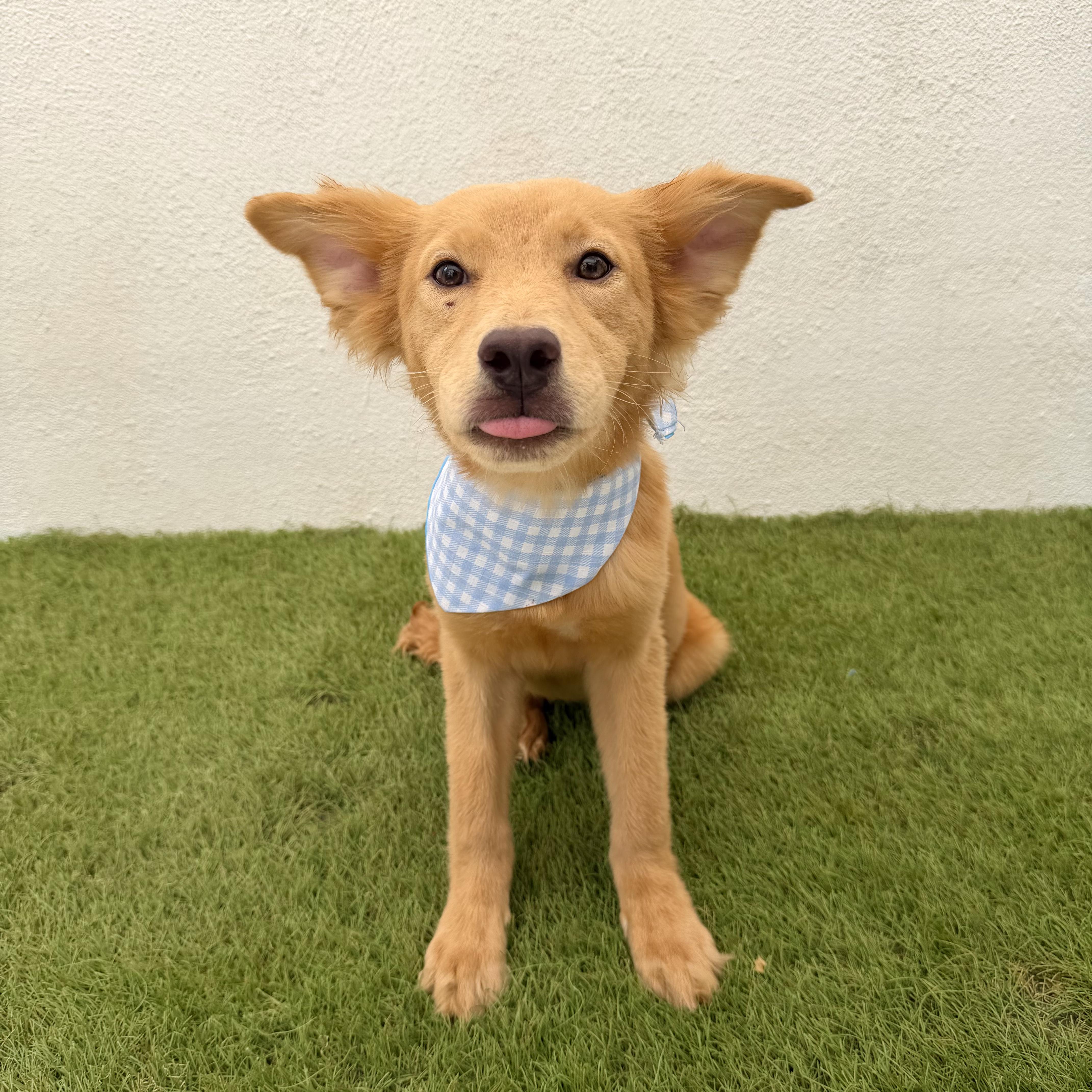 Enlarge MIEL, a Adopted mixed breed in La Jolla, CA image 3/6