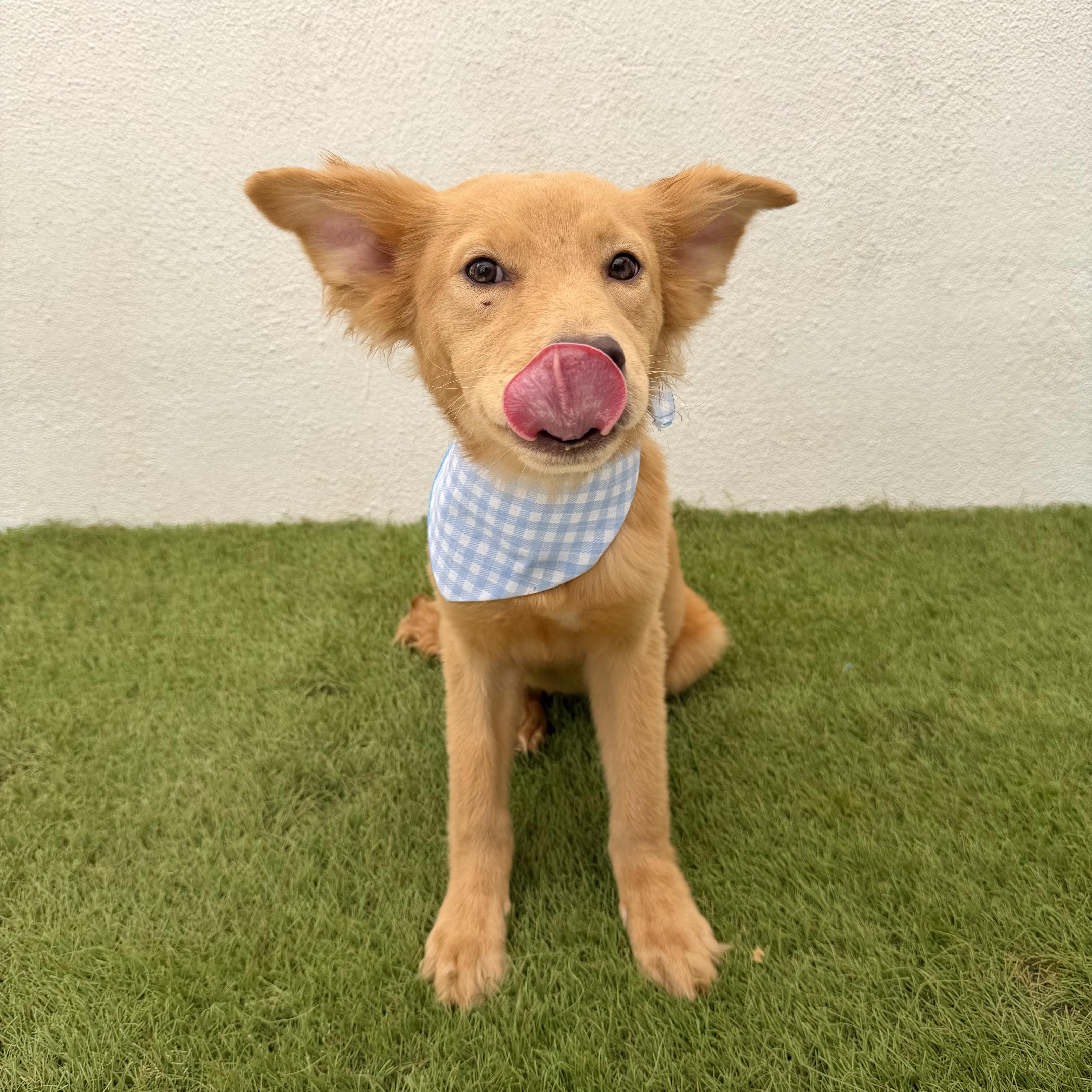 Enlarge MIEL, a Adopted mixed breed in La Jolla, CA image 4/6