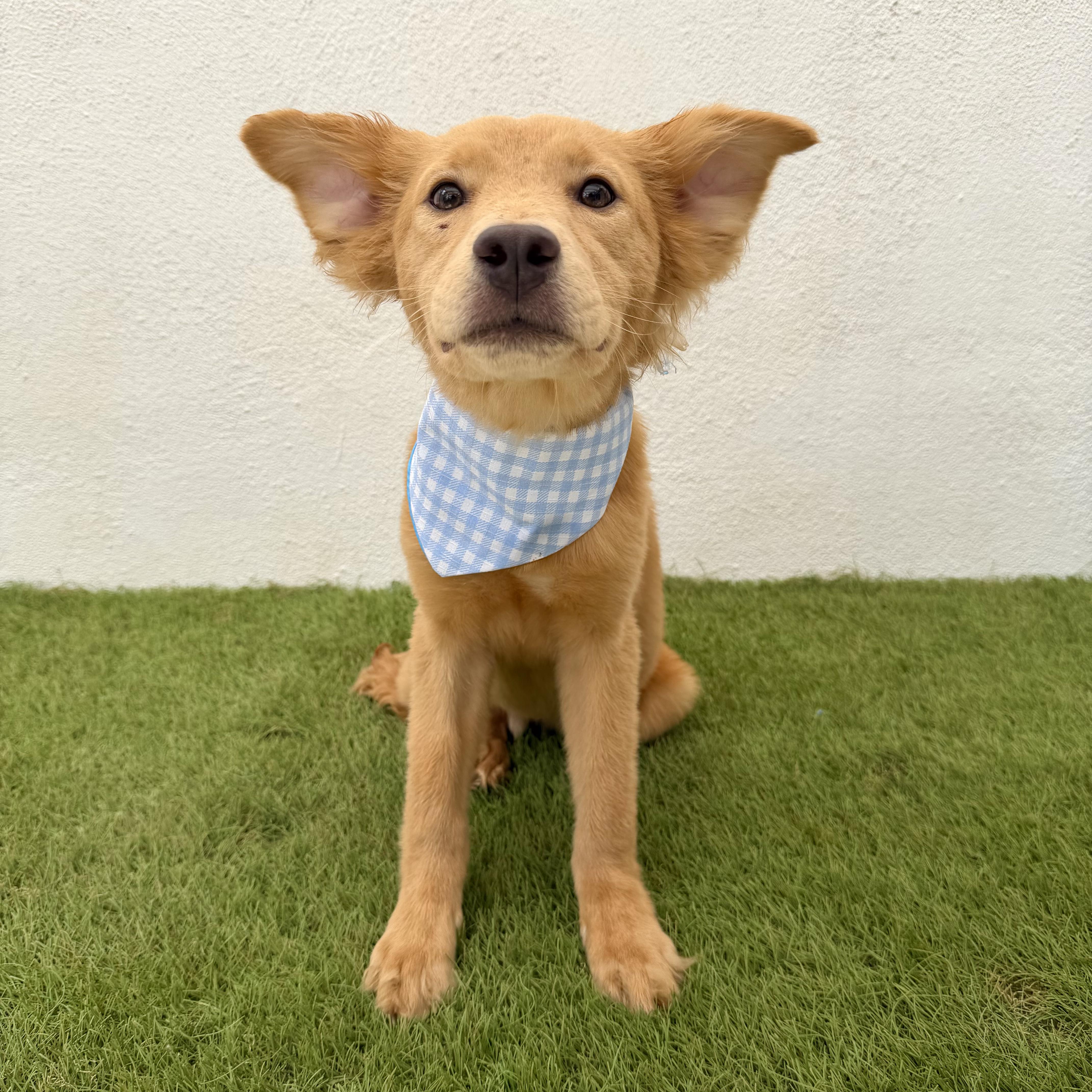Enlarge MIEL, a Adopted mixed breed in La Jolla, CA image 6/6