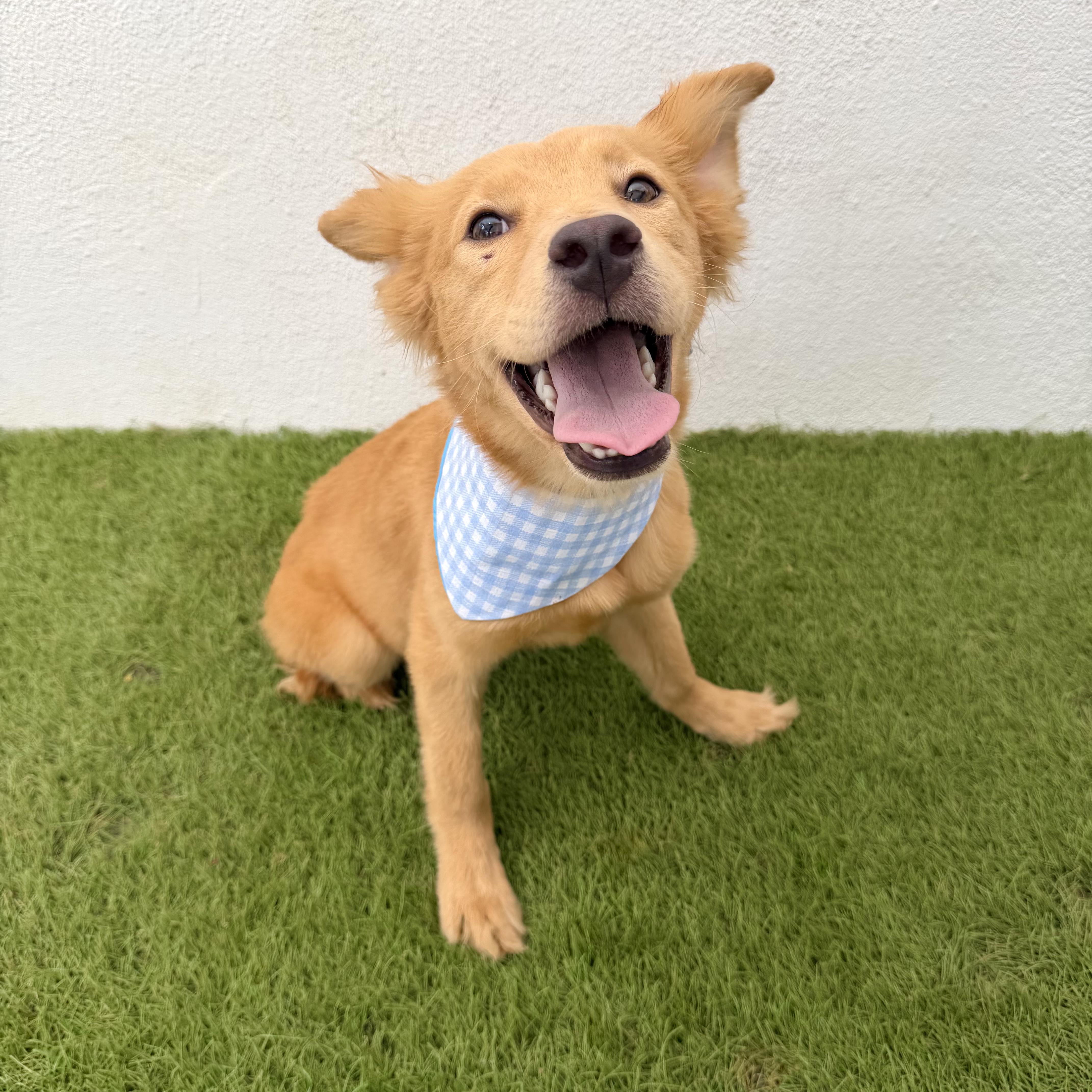 Enlarge MIEL, a Adopted mixed breed in La Jolla, CA image 5/6
