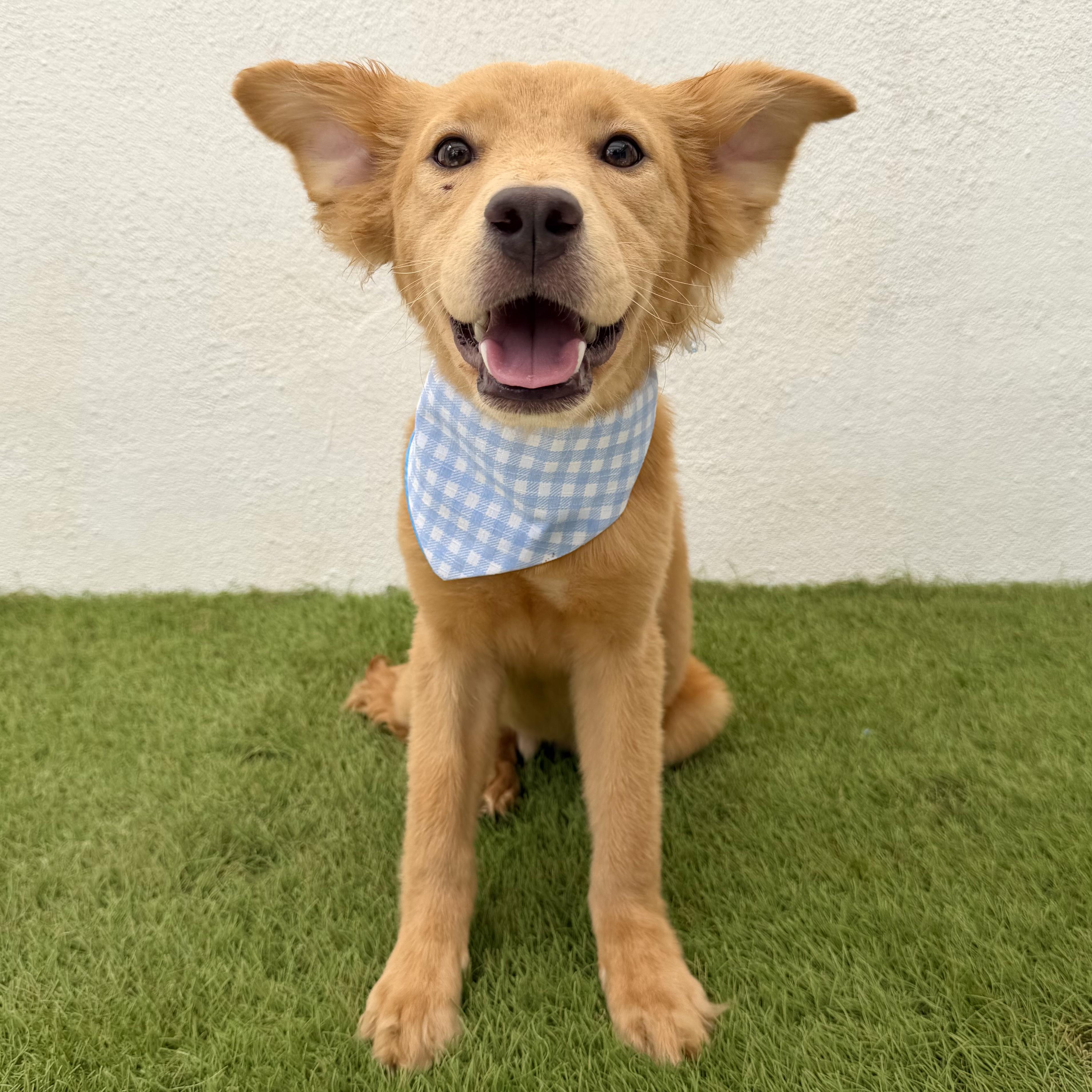 MIEL, Adopted, Puppy Male Golden Retriever & Shepherd.