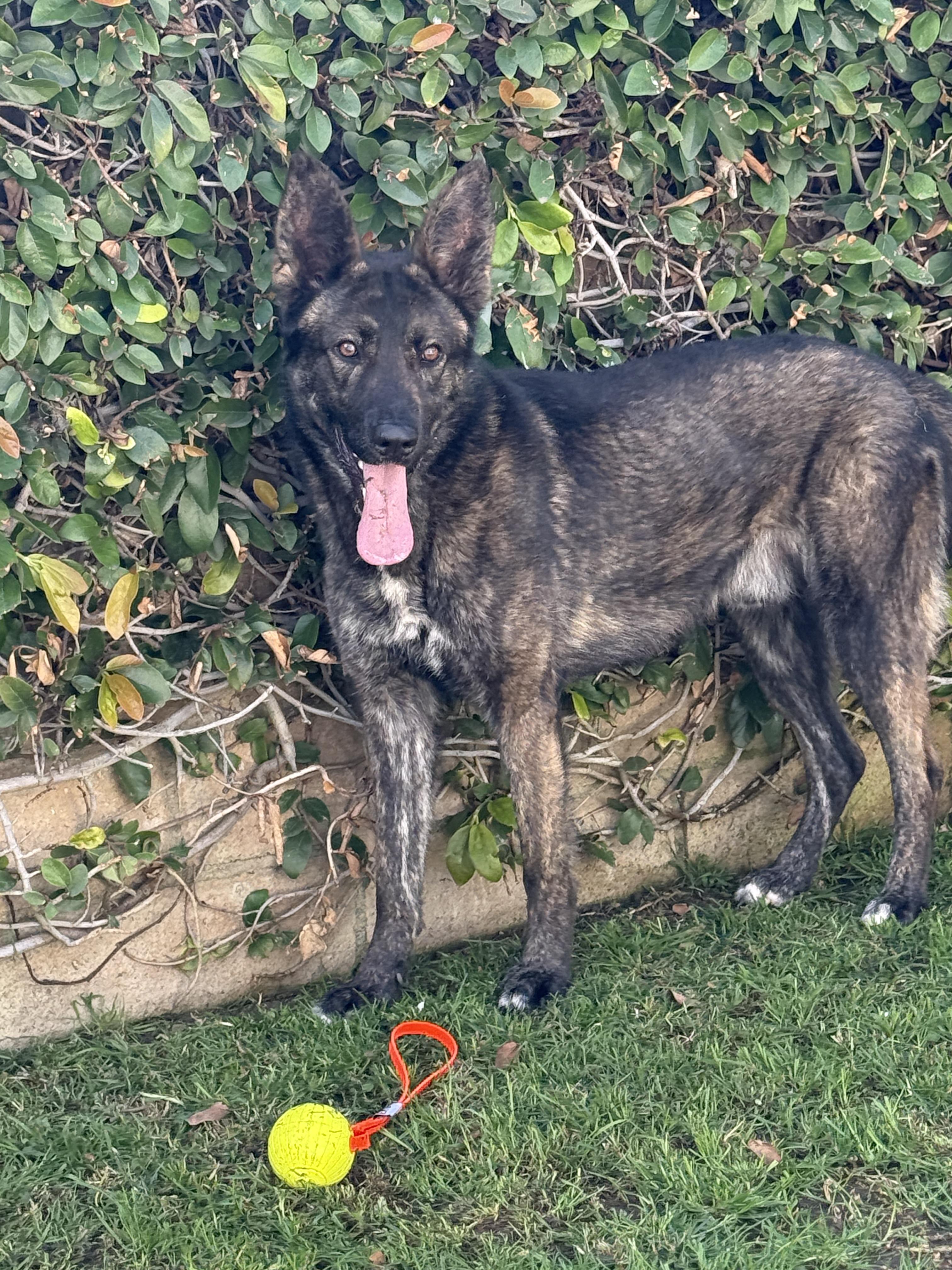 Moppie, ADOPTABLE, Young Male Dutch Shepherd & German Shepherd Dog.