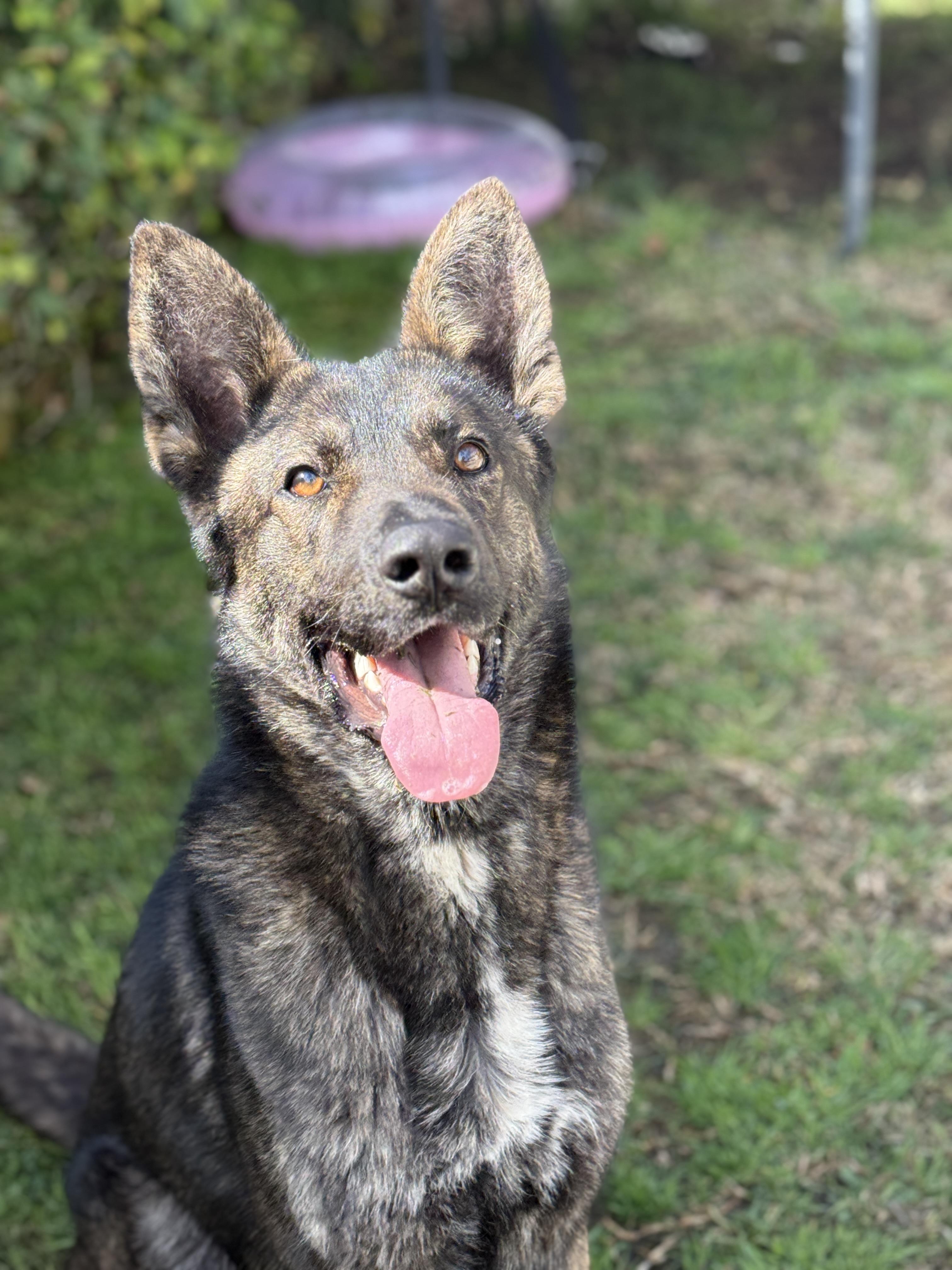 Enlarge Moppie, a ADOPTABLE mixed breed in San Diego, CA image 2/2