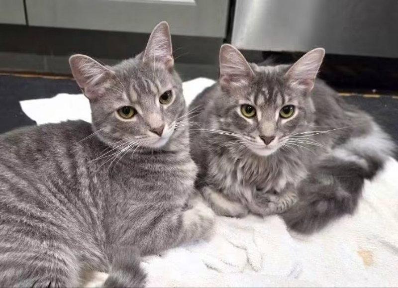 Enlarge Zephyr, a Adoptable Domestic Short Hair in Delran, NJ image 1/2