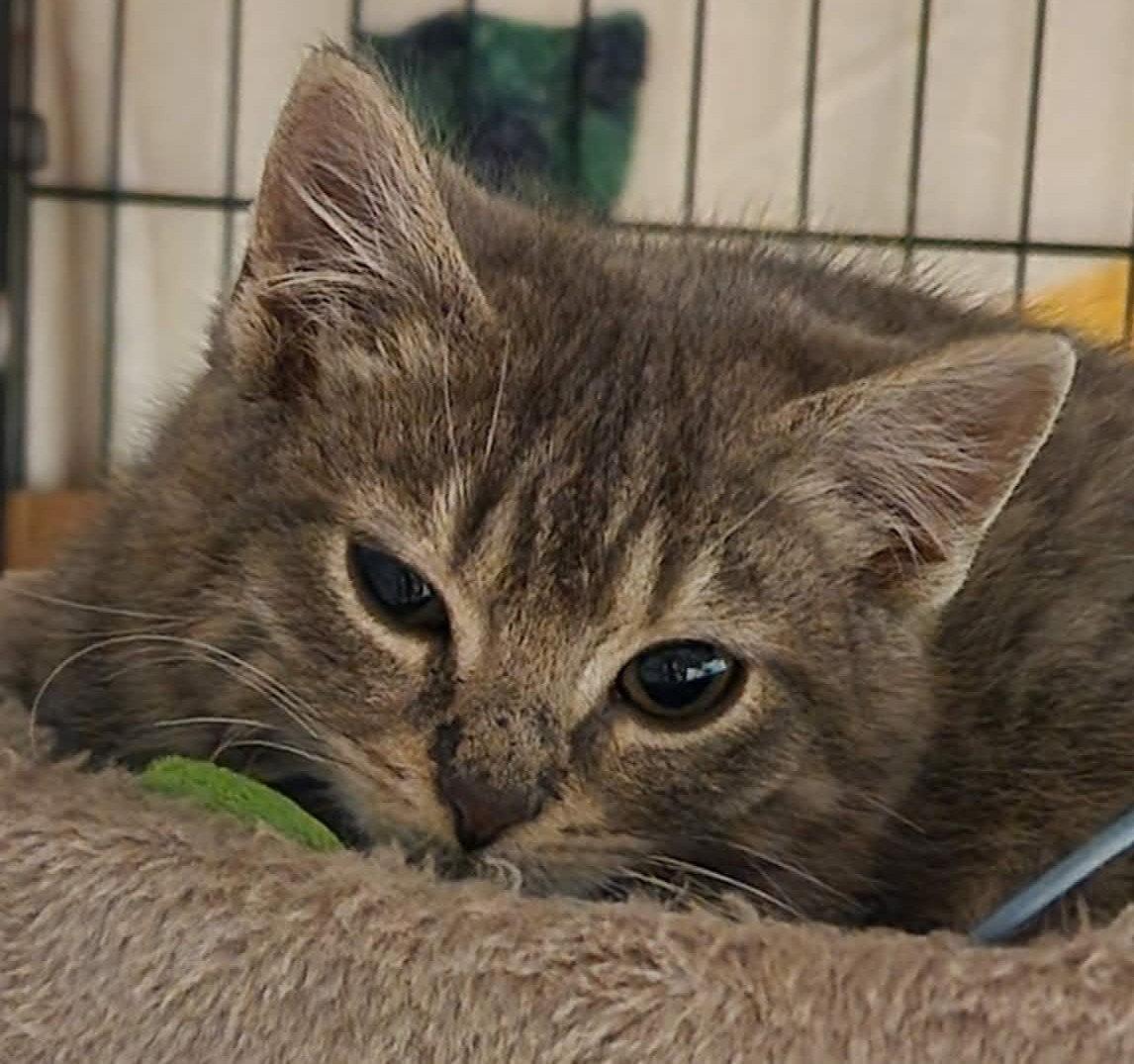 Enlarge Zephyr, a Adoptable Domestic Short Hair in Delran, NJ image 1/1