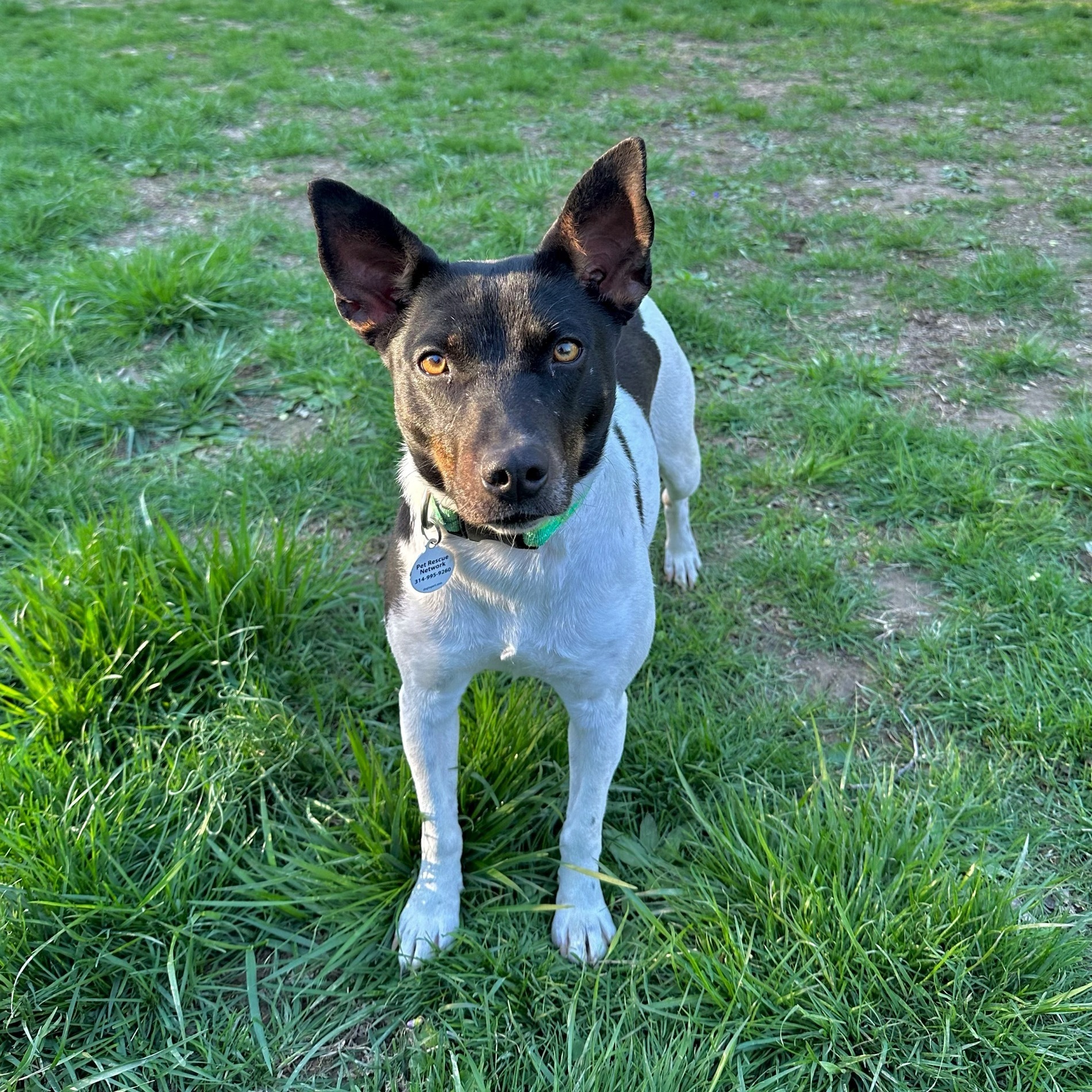 Ivy, Adoptable, Young Female Basenji & Rat Terrier.