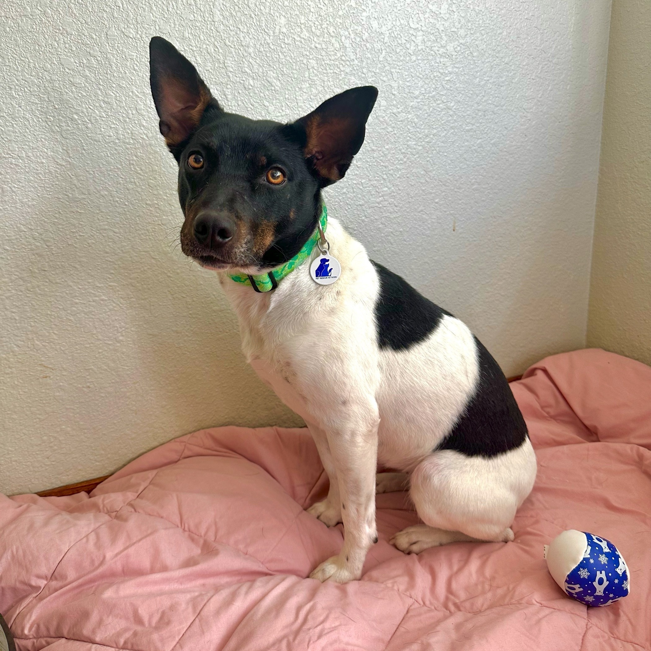 Ivy, a Adoptable mixed breed image 2/11