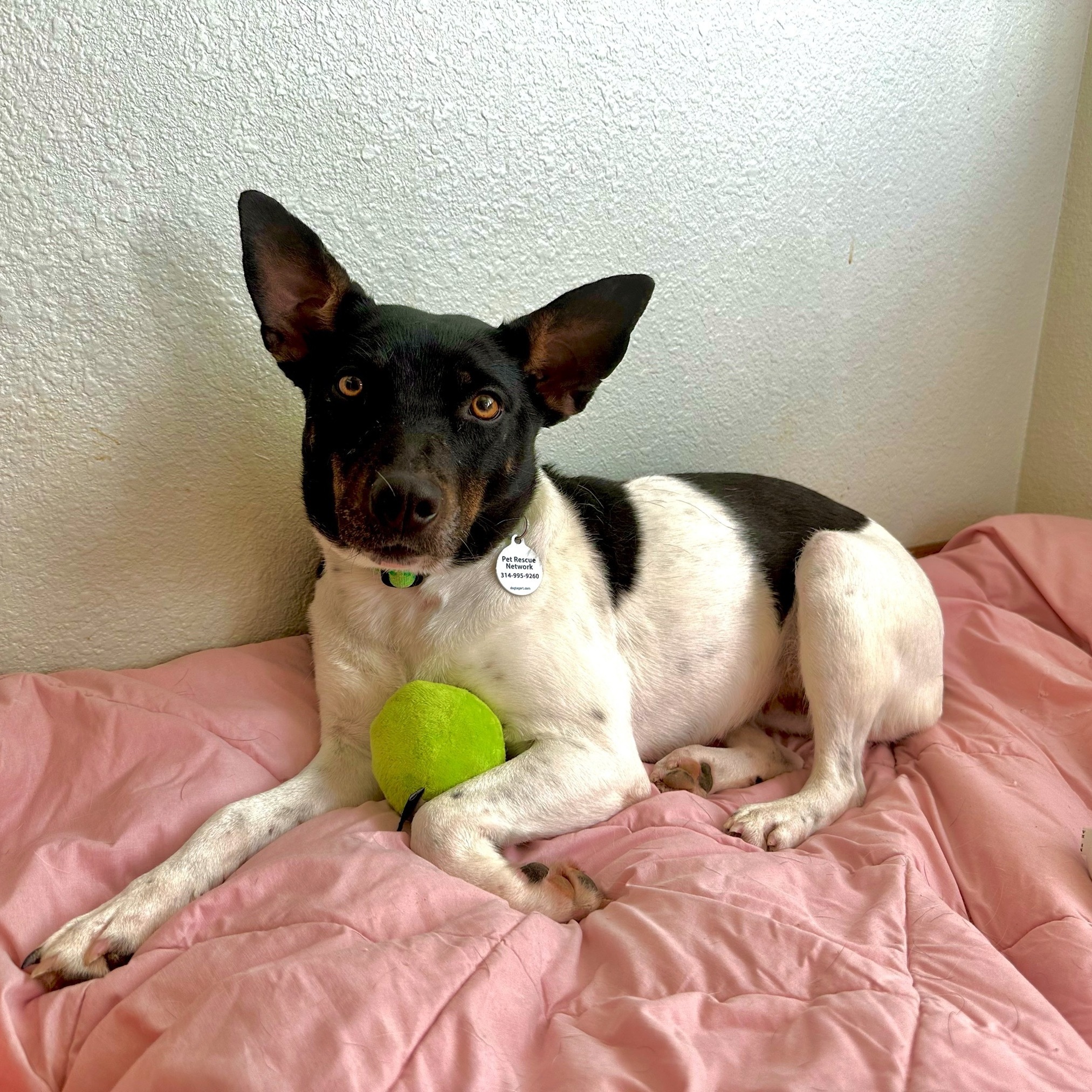 Ivy, a Adoptable mixed breed image 3/11