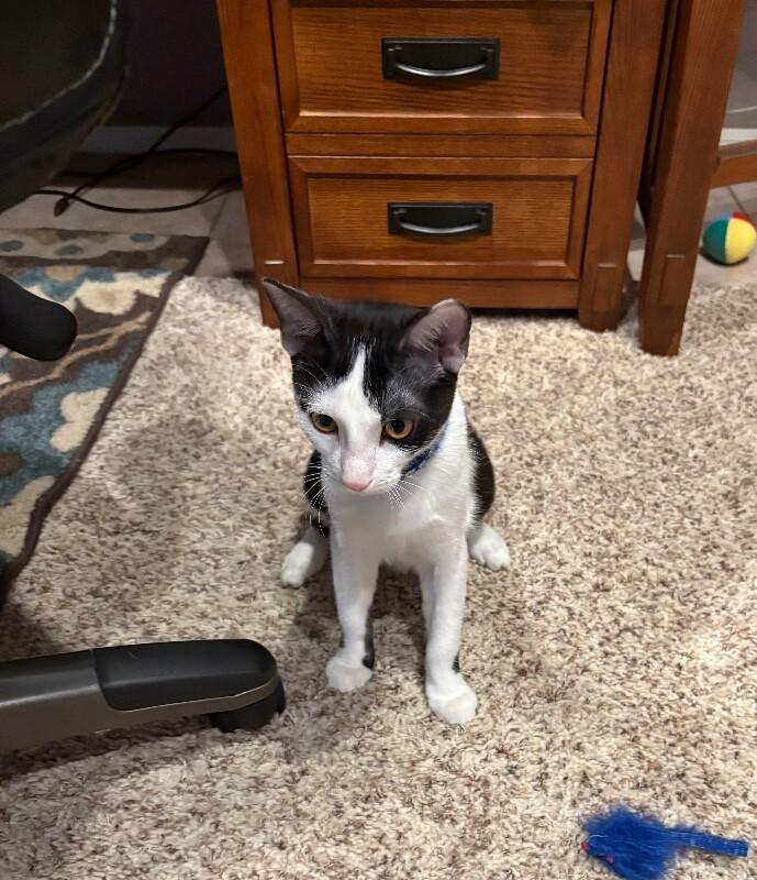 Enlarge Max BONDED with Lenny - Laverne & Shirley Litter, a Adoptable Domestic Short Hair in Anthem, AZ image 2/6