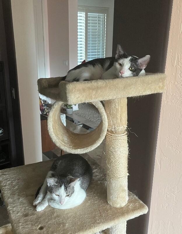 Enlarge Max BONDED with Lenny - Laverne & Shirley Litter, a Adoptable Domestic Short Hair in Anthem, AZ image 3/6