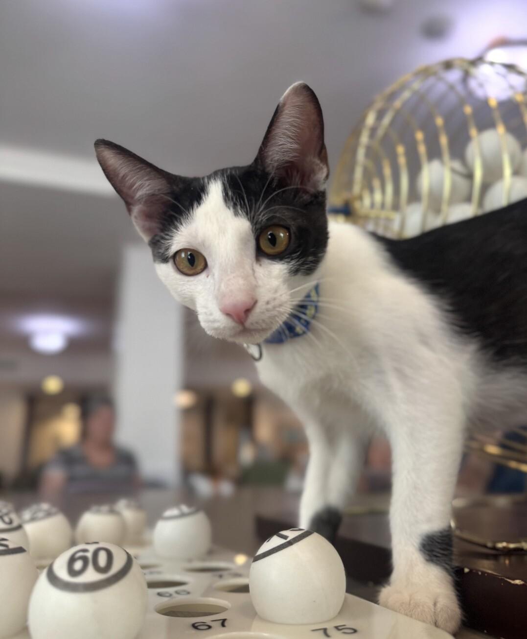 Max BONDED with Lenny - Laverne & Shirley Litter, Adoptable, Kitten Male Domestic Short Hair.