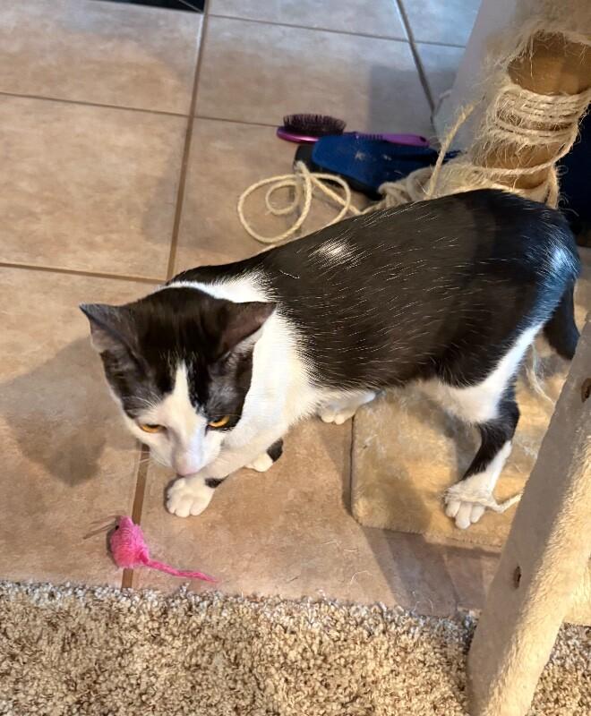 Enlarge Max BONDED with Lenny - Laverne & Shirley Litter, a Adoptable Domestic Short Hair in Anthem, AZ image 4/6