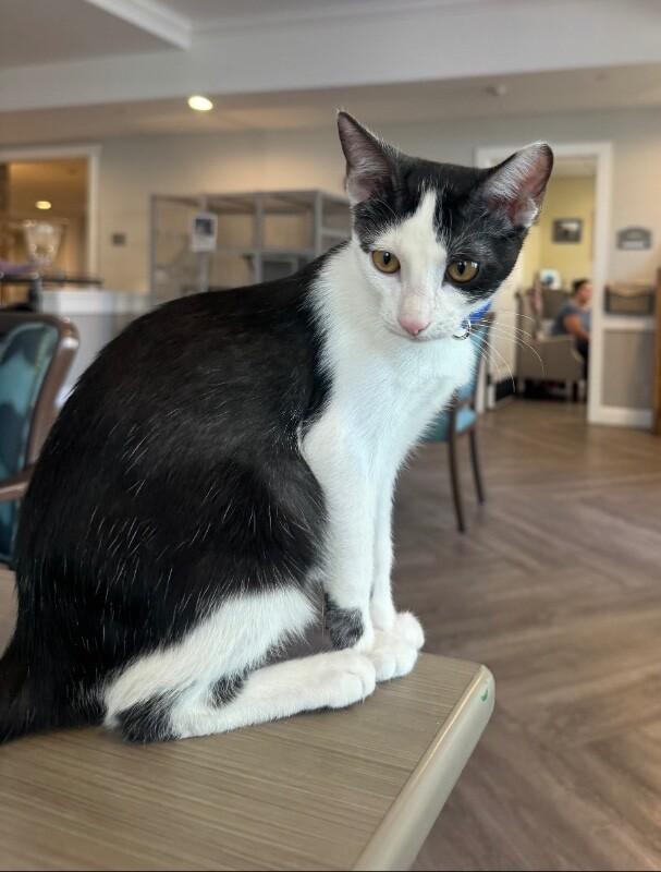 Max BONDED with Lenny - Laverne & Shirley Litter, a Adoptable Domestic Short Hair in Anthem, AZ image 2/3