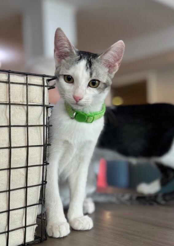 Max BONDED with Lenny - Laverne & Shirley Litter, a Adoptable Domestic Short Hair in Anthem, AZ image 4/6