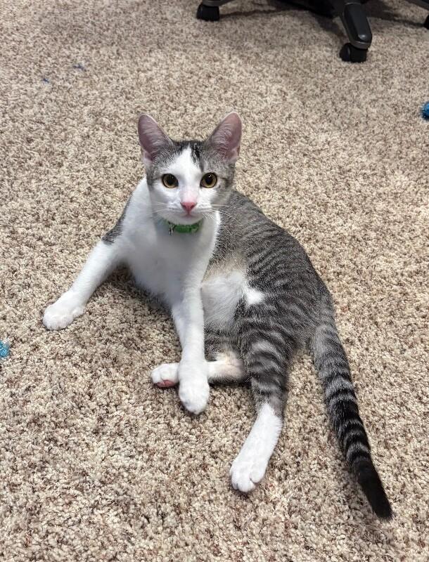 Enlarge Max BONDED with Lenny - Laverne & Shirley Litter, a Adoptable Domestic Short Hair in Anthem, AZ image 5/6